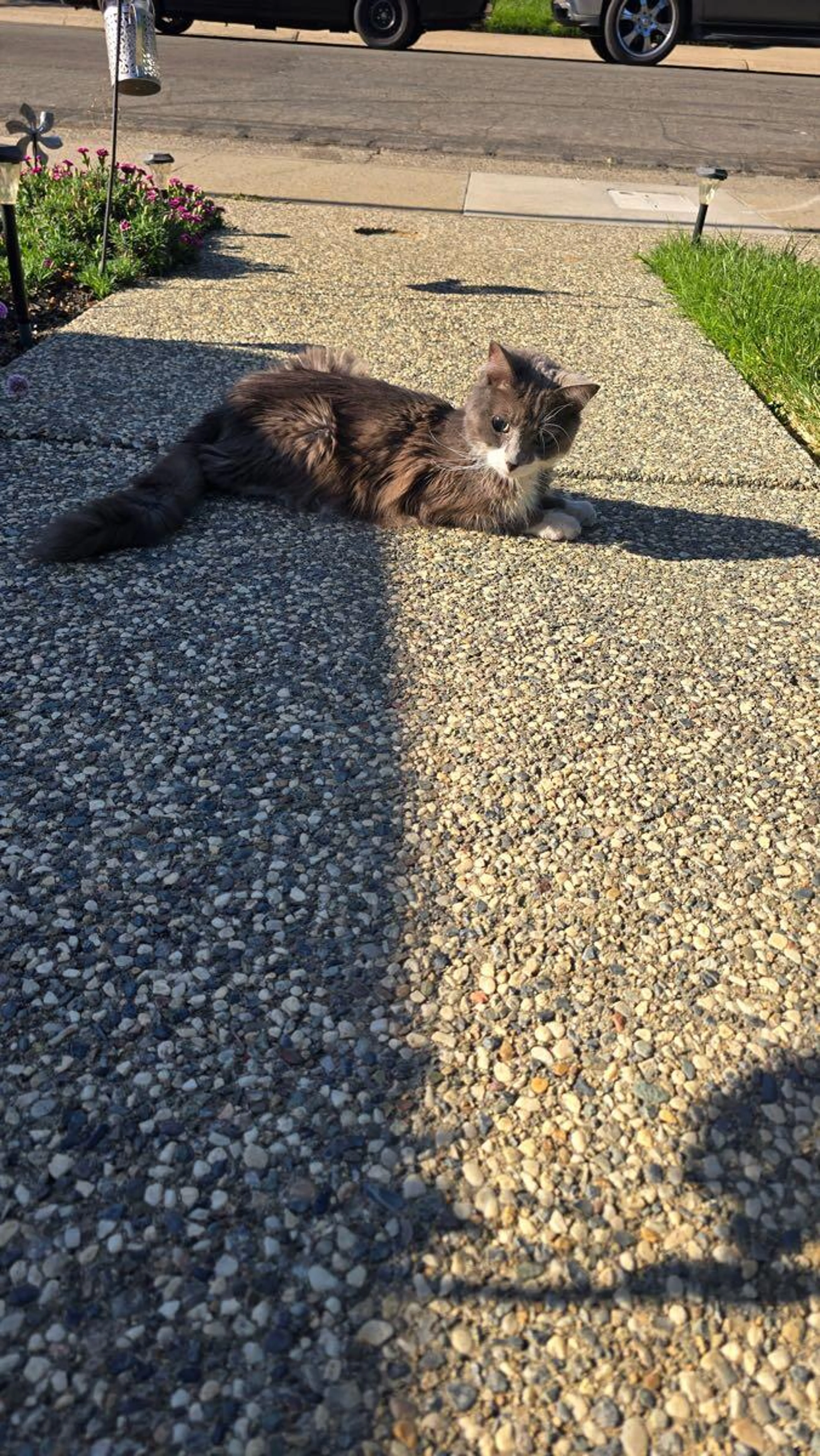 Found pet
