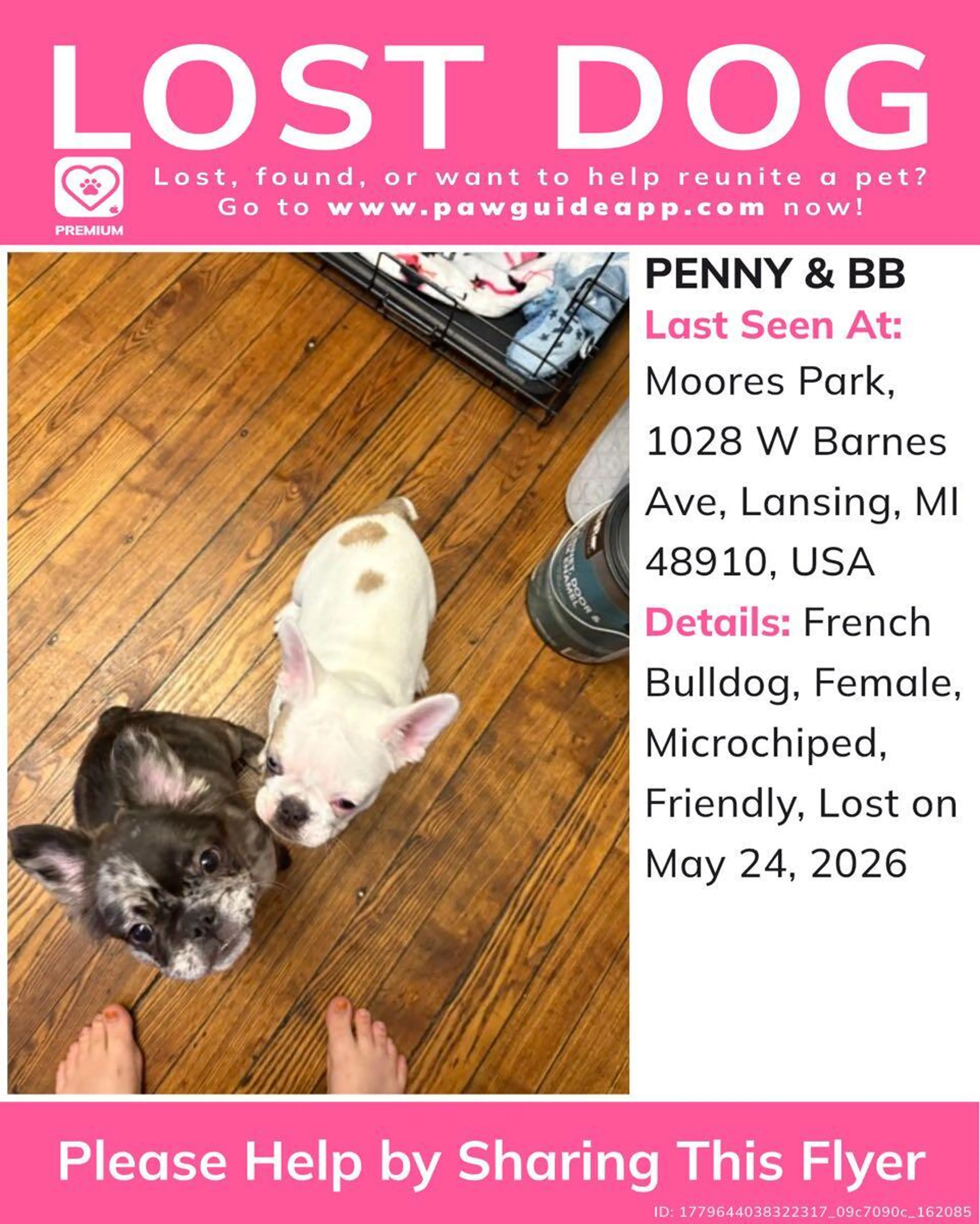 Lost pet