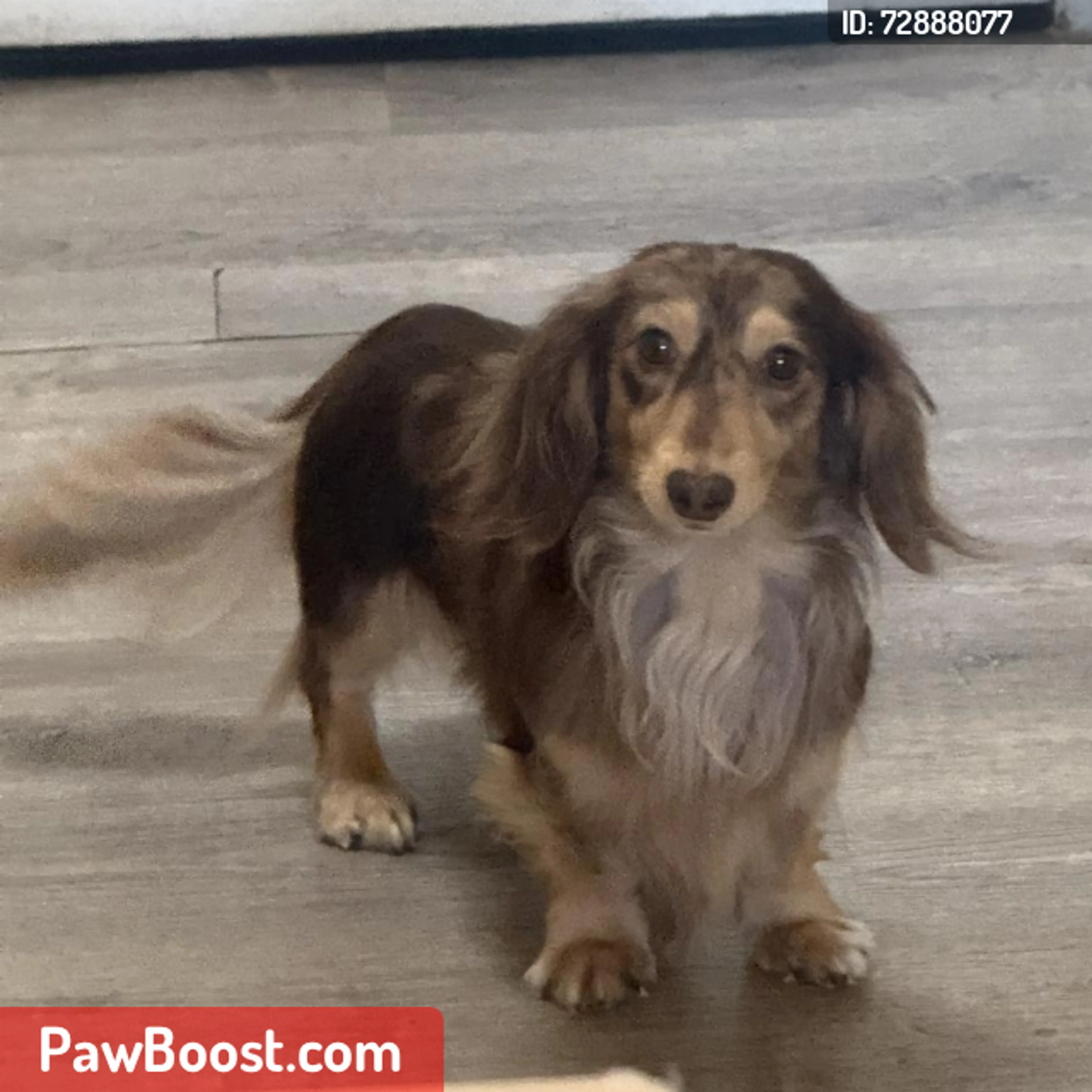 Lost pet