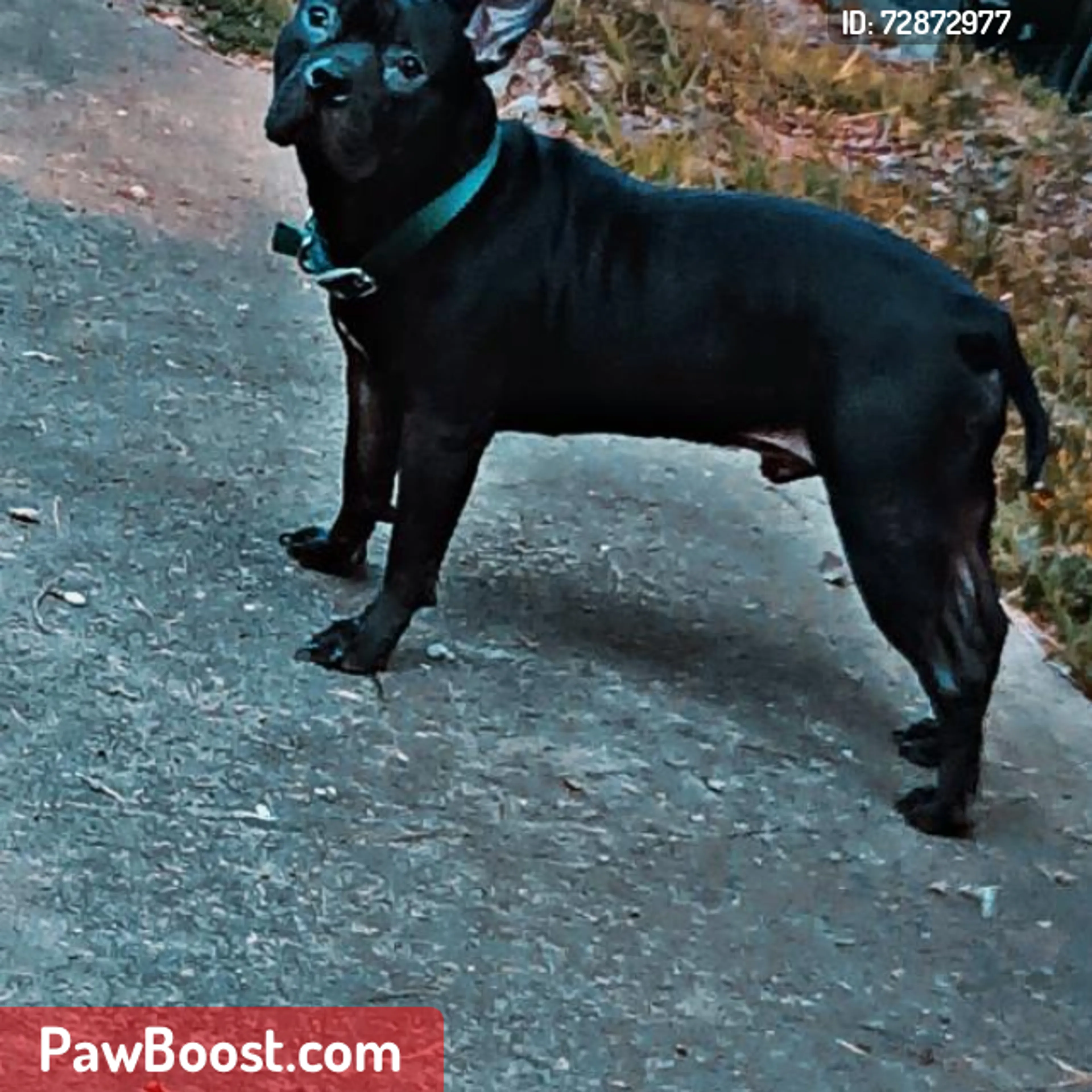 Lost pet