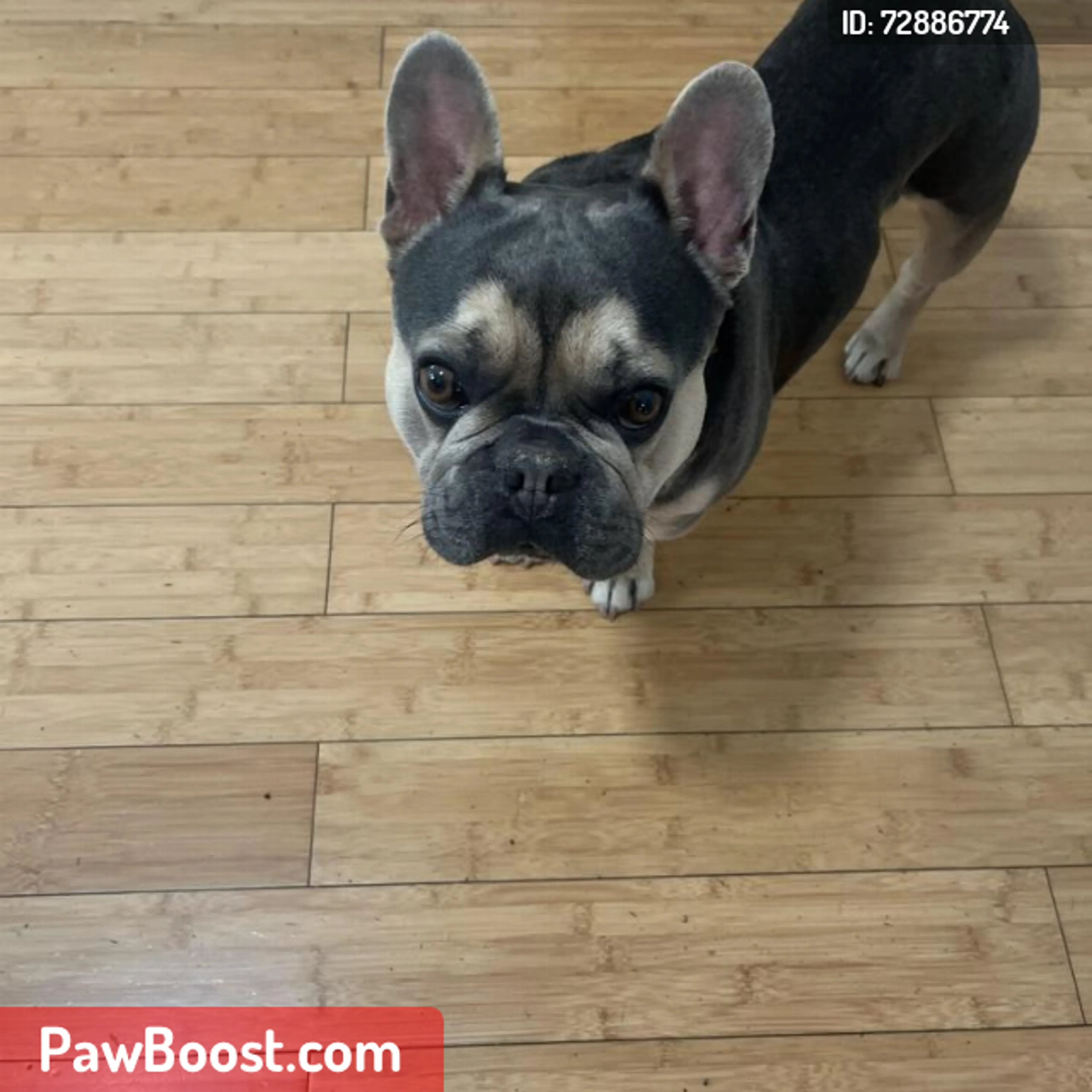 Lost pet