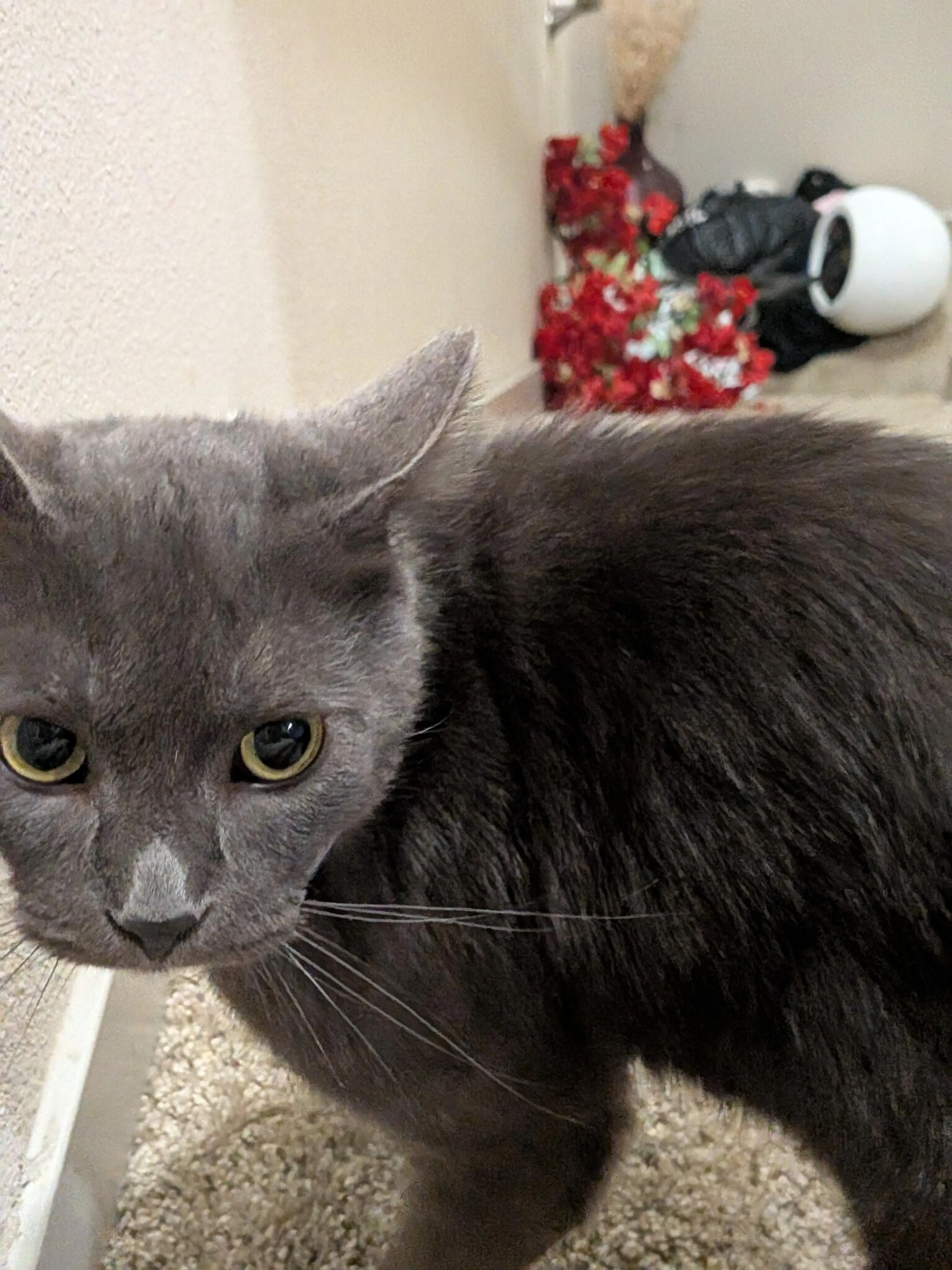 Found pet
