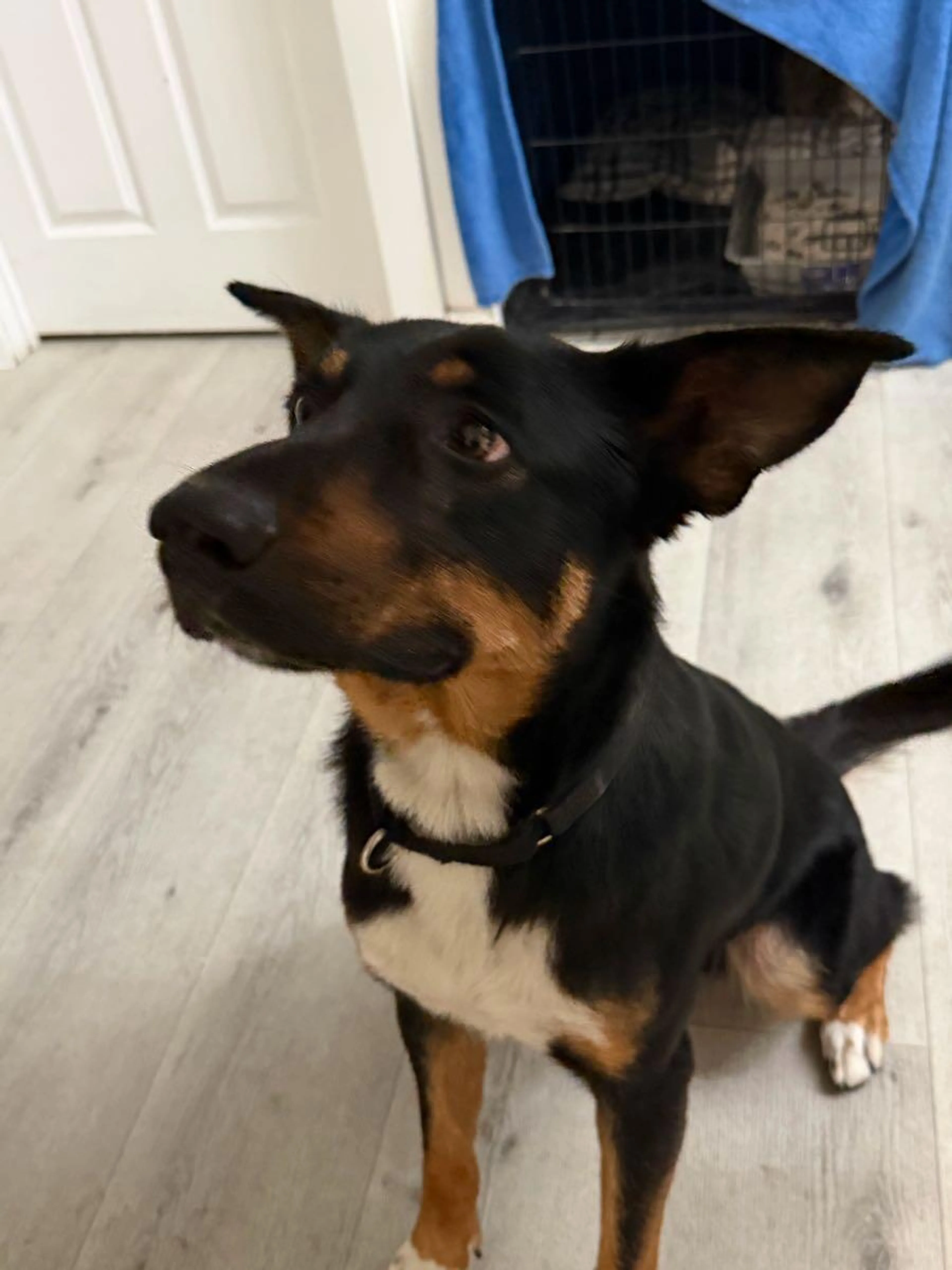 Found pet