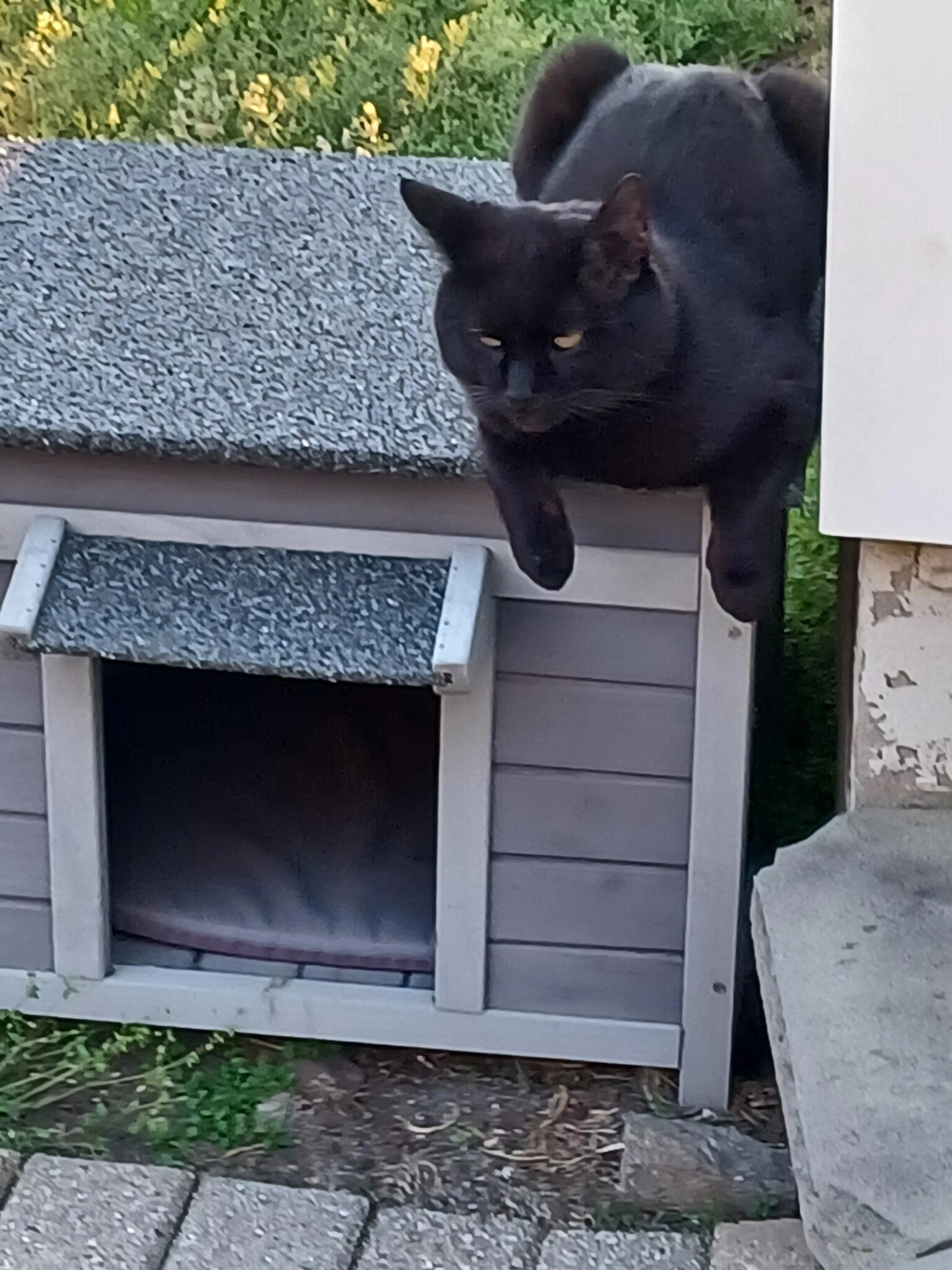 Lost pet