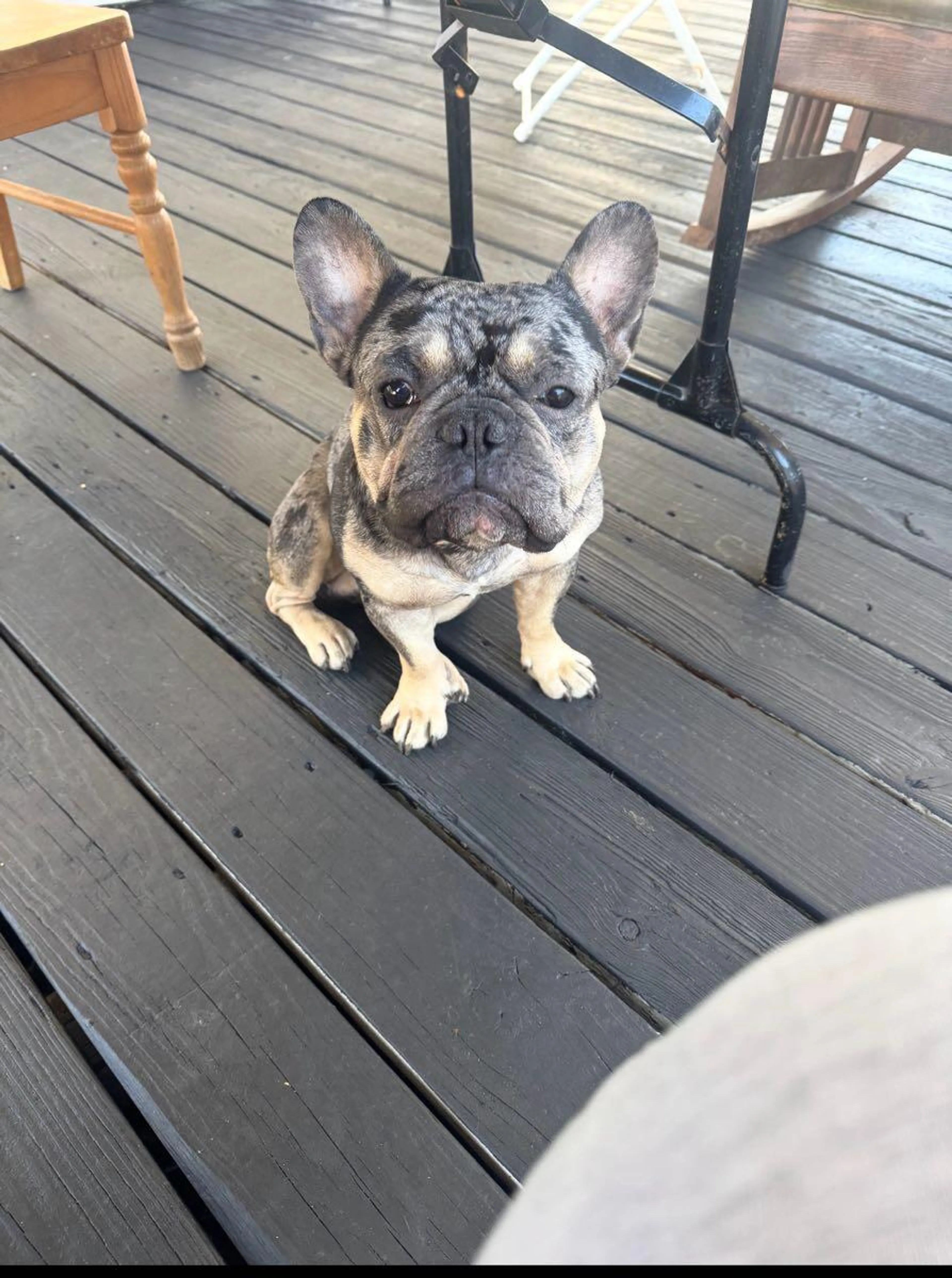 Lost pet