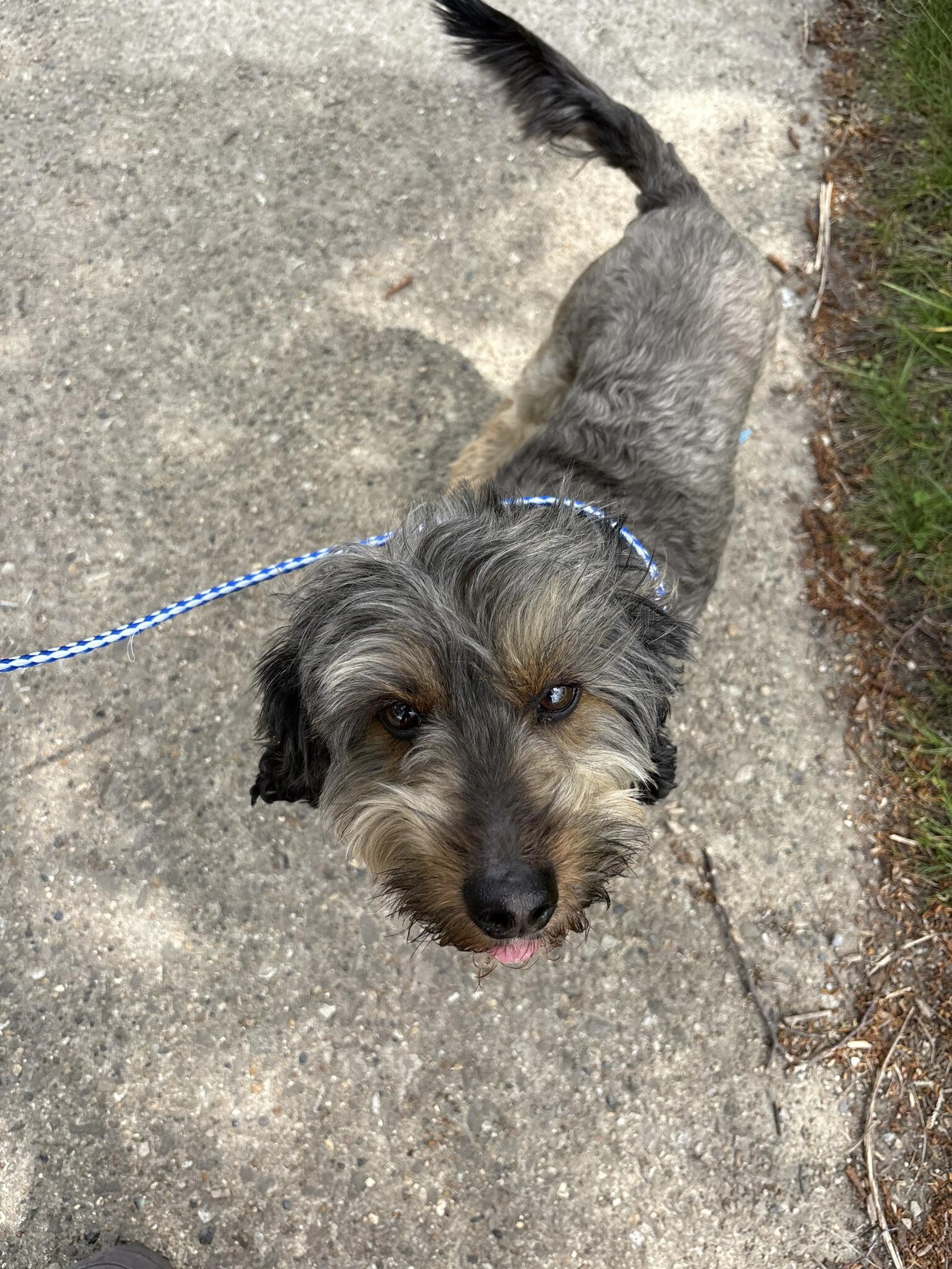 Lost pet
