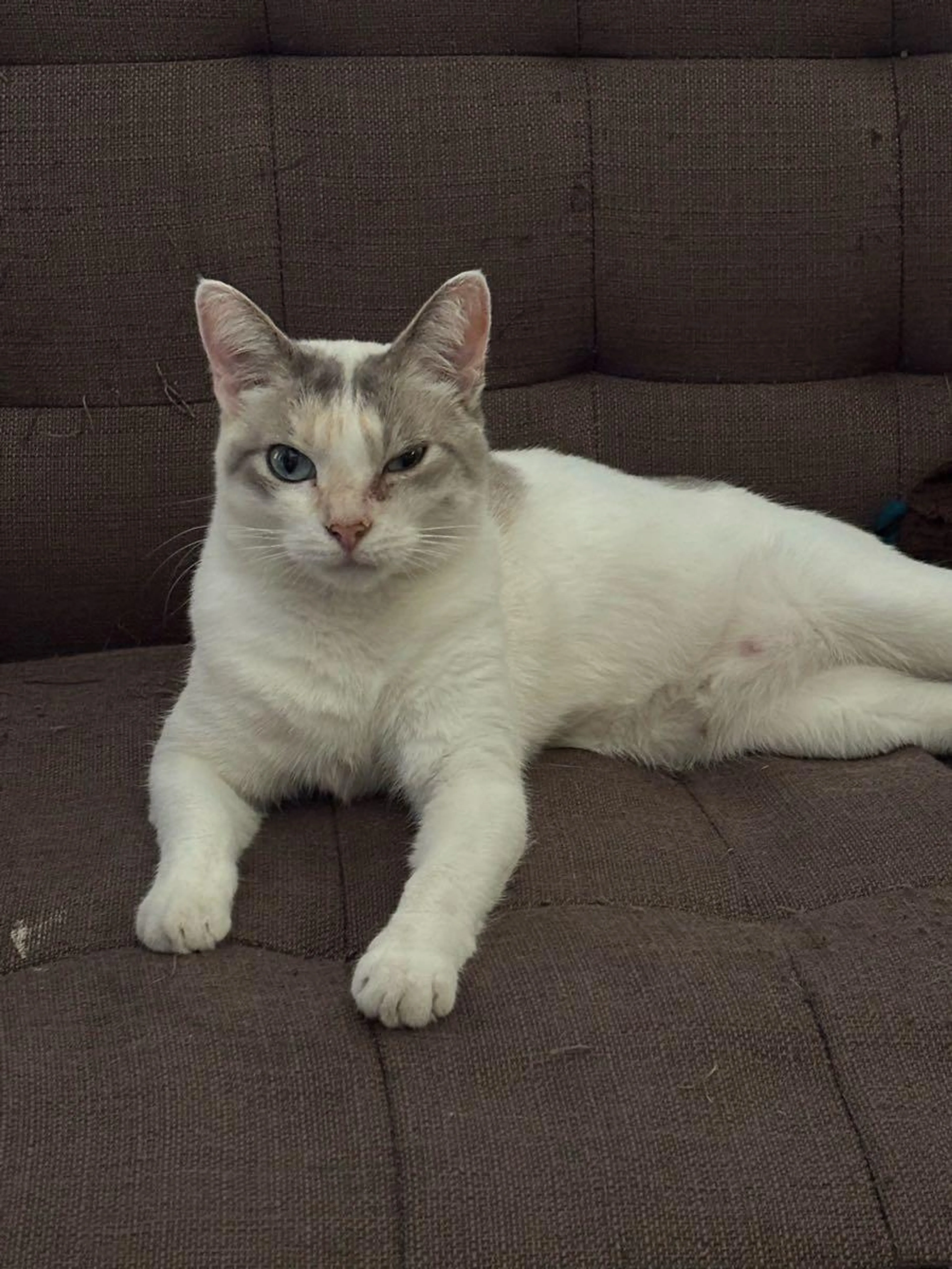 Lost pet