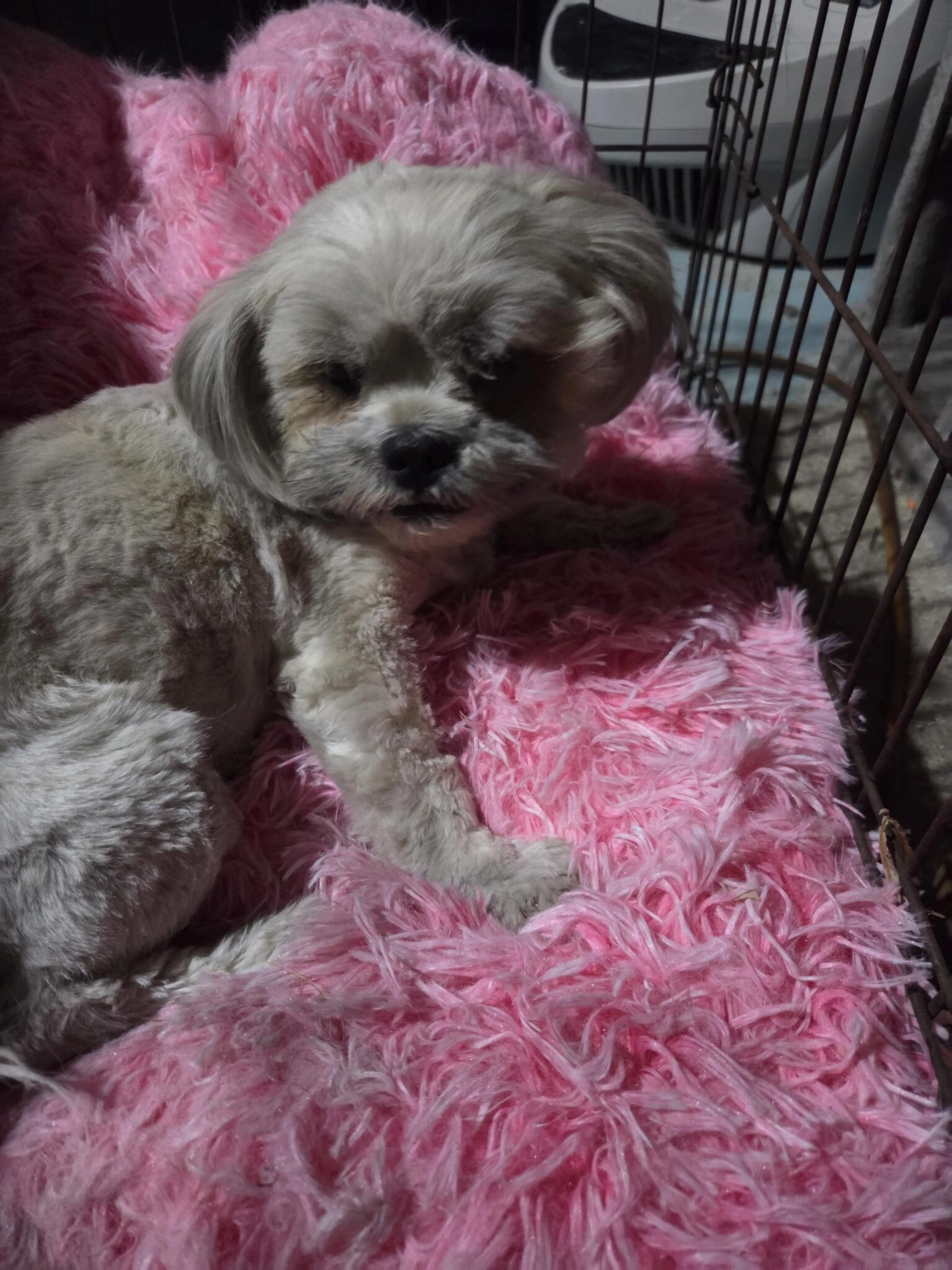 Found pet