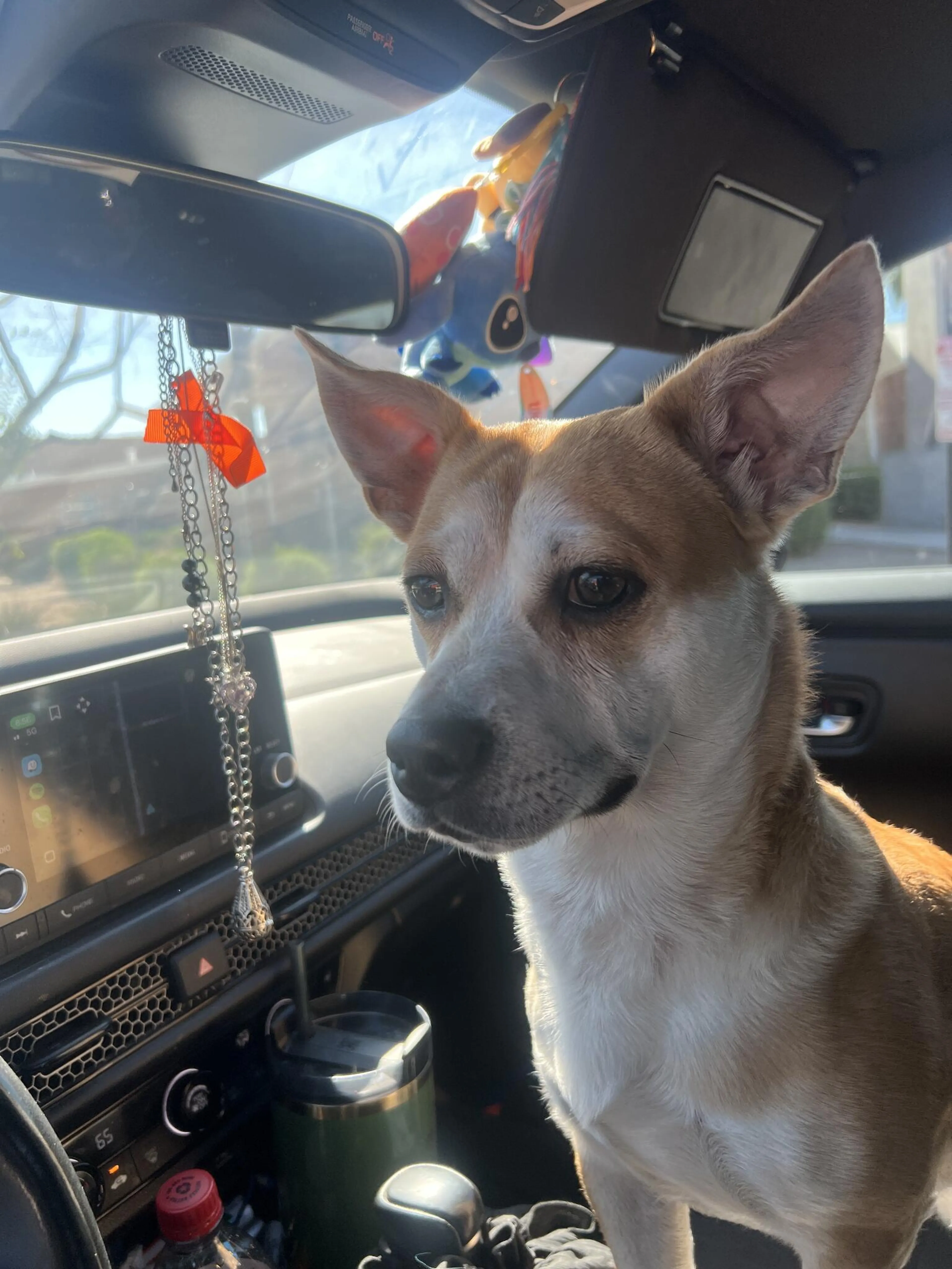 Found pet