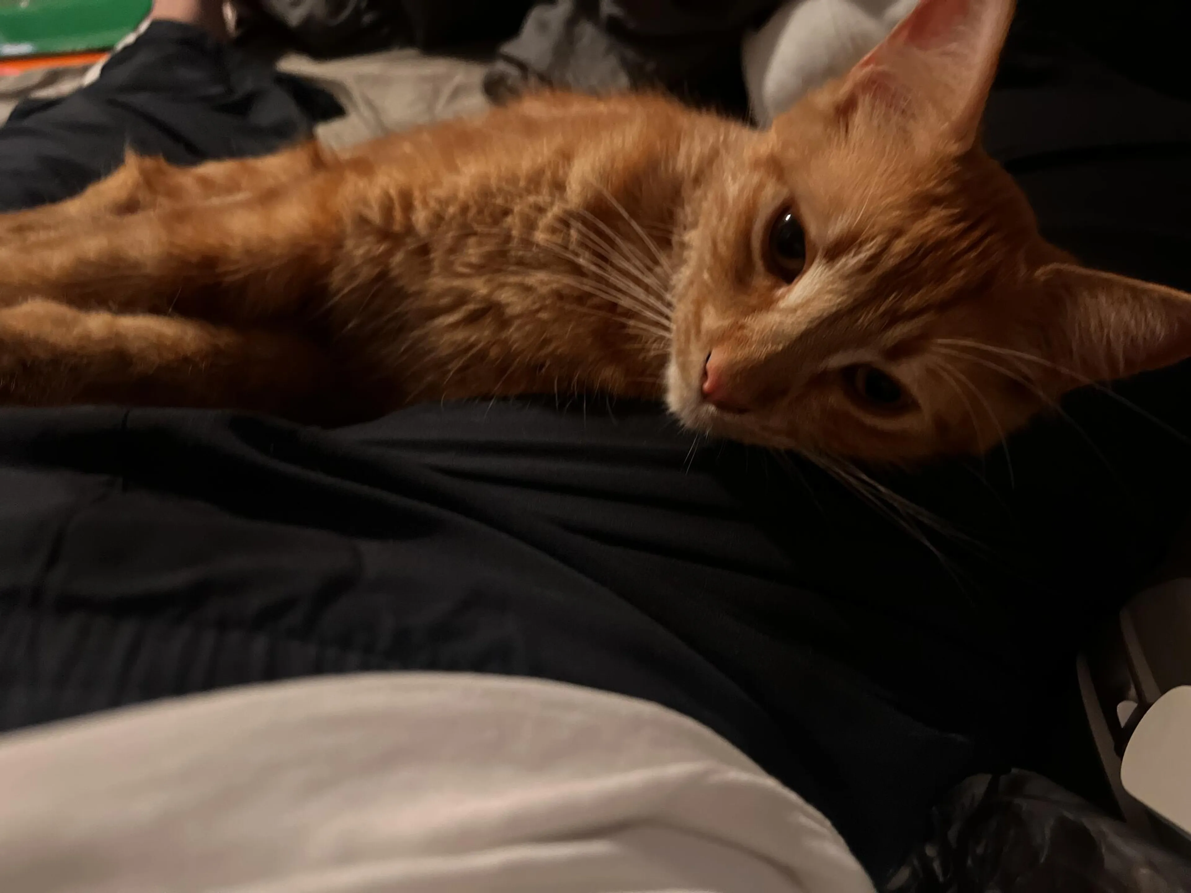 Lost pet