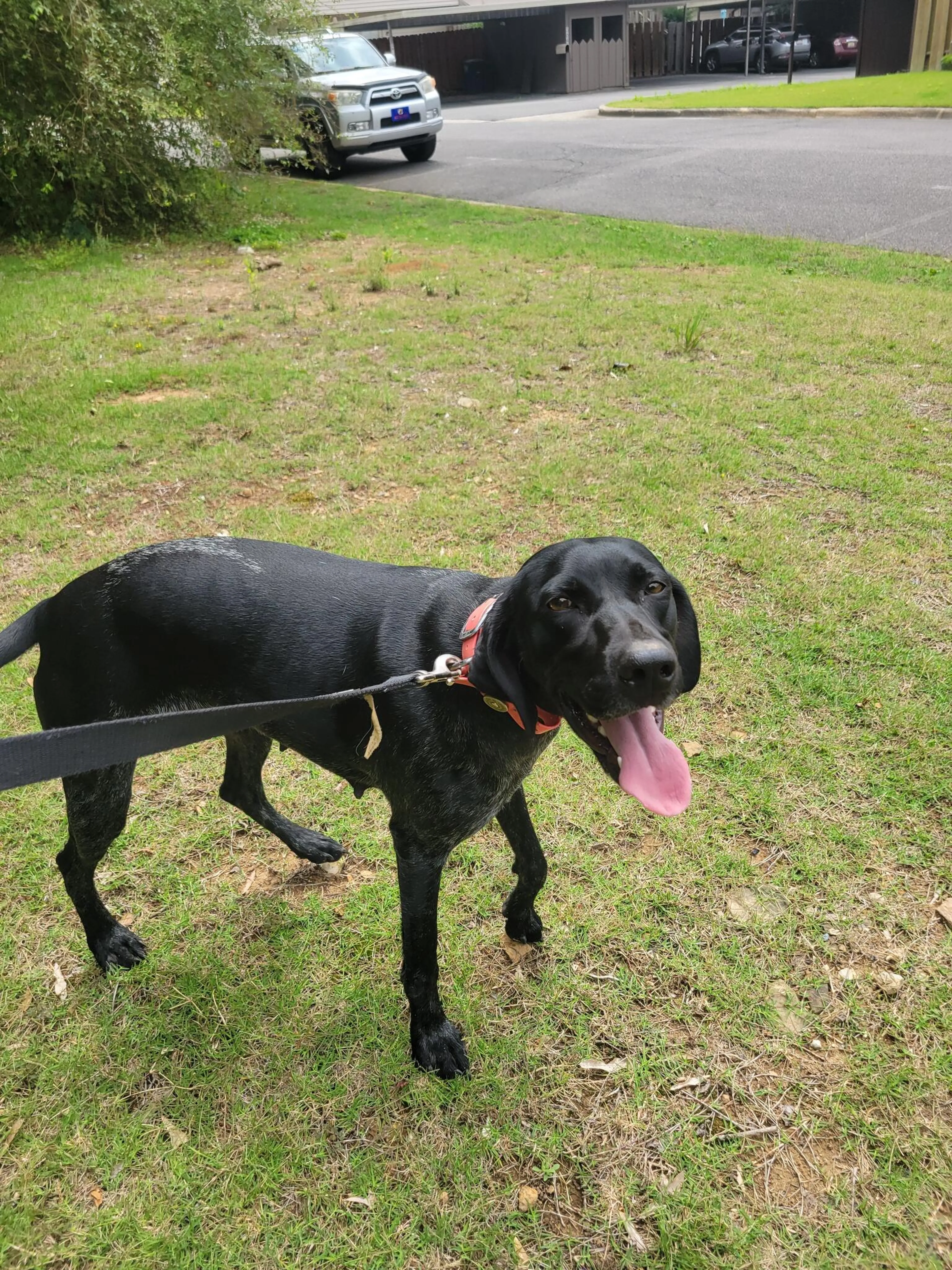 Found pet
