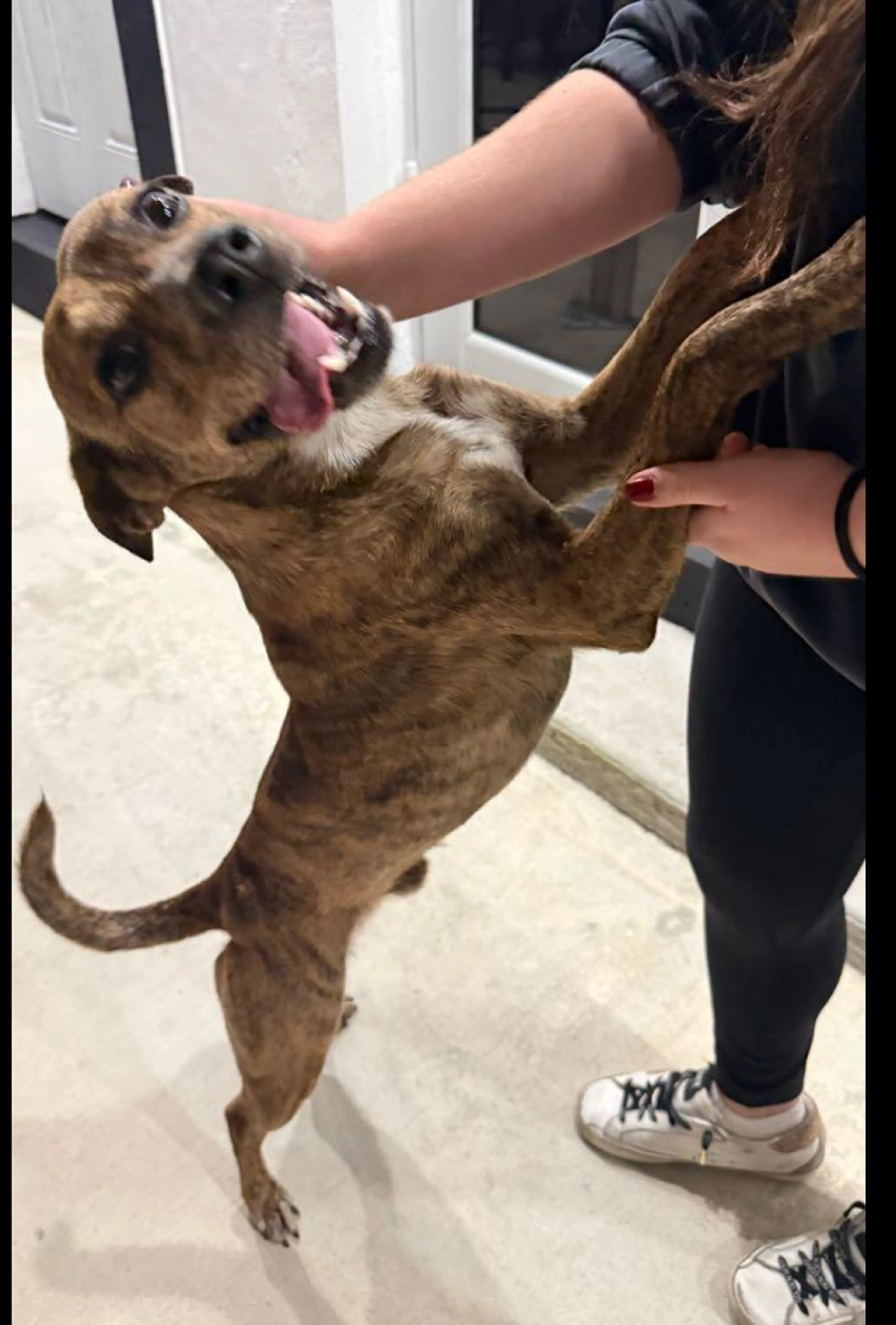 Found pet