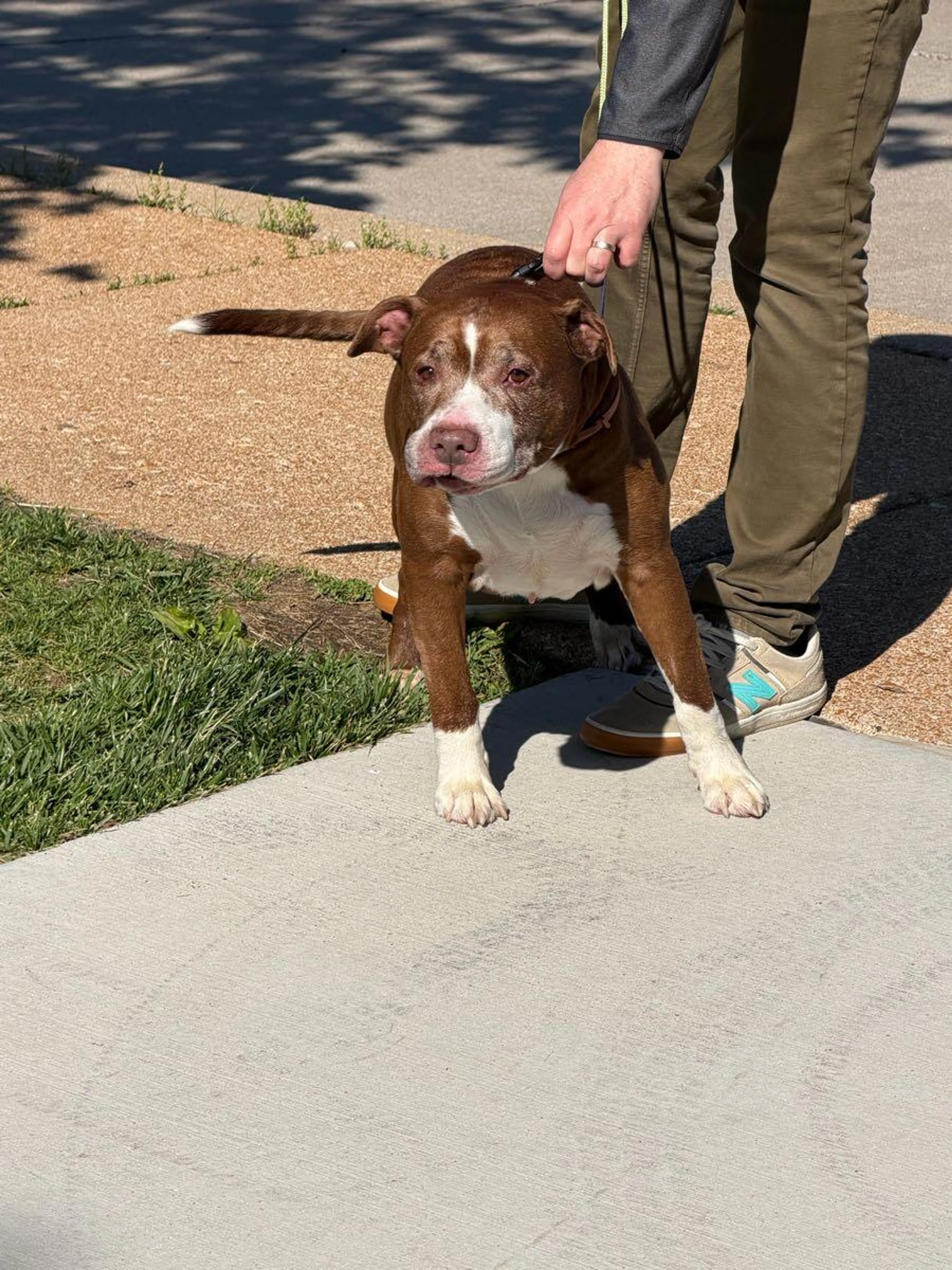 Found pet