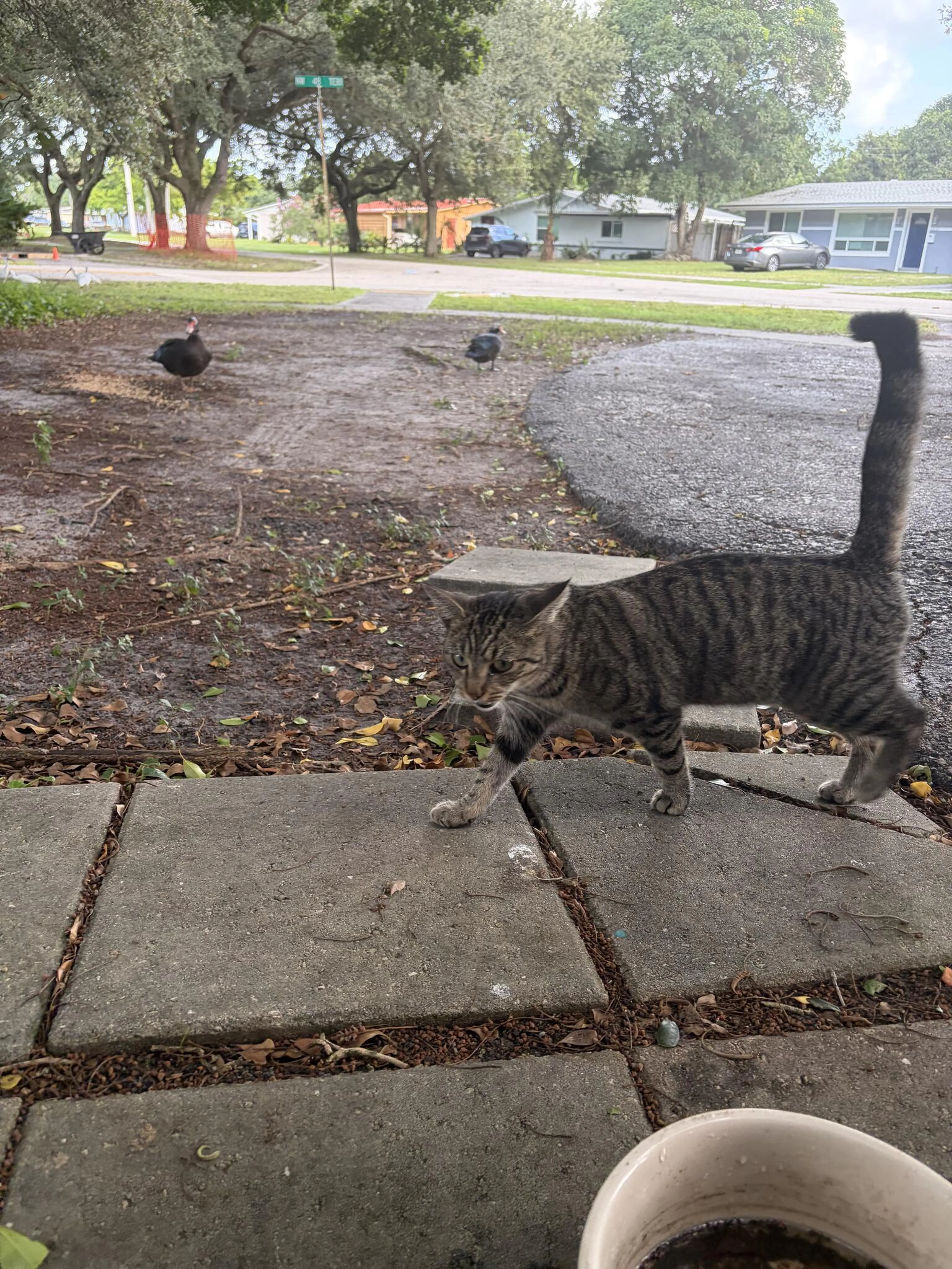 cdn image