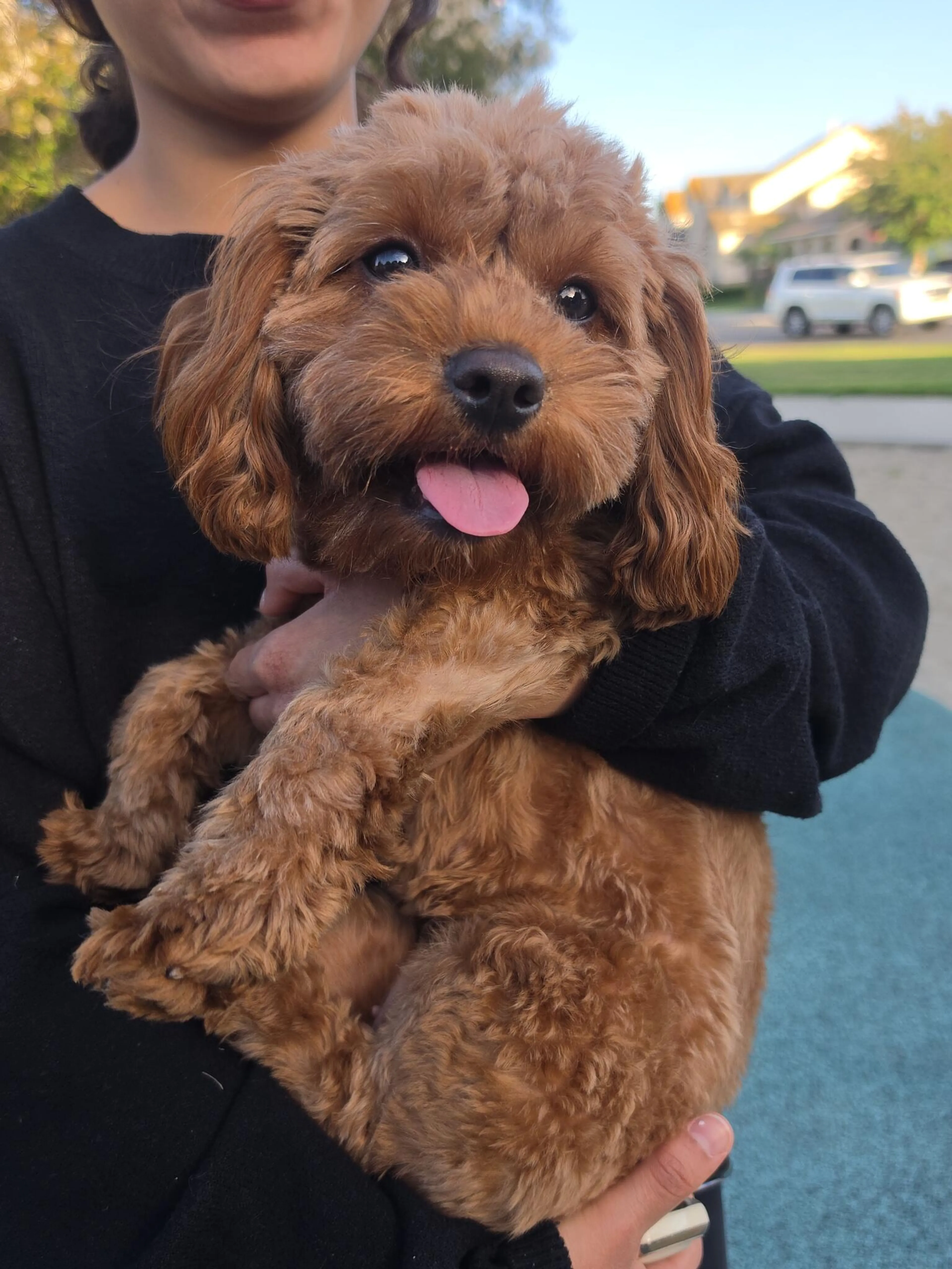 cdn image