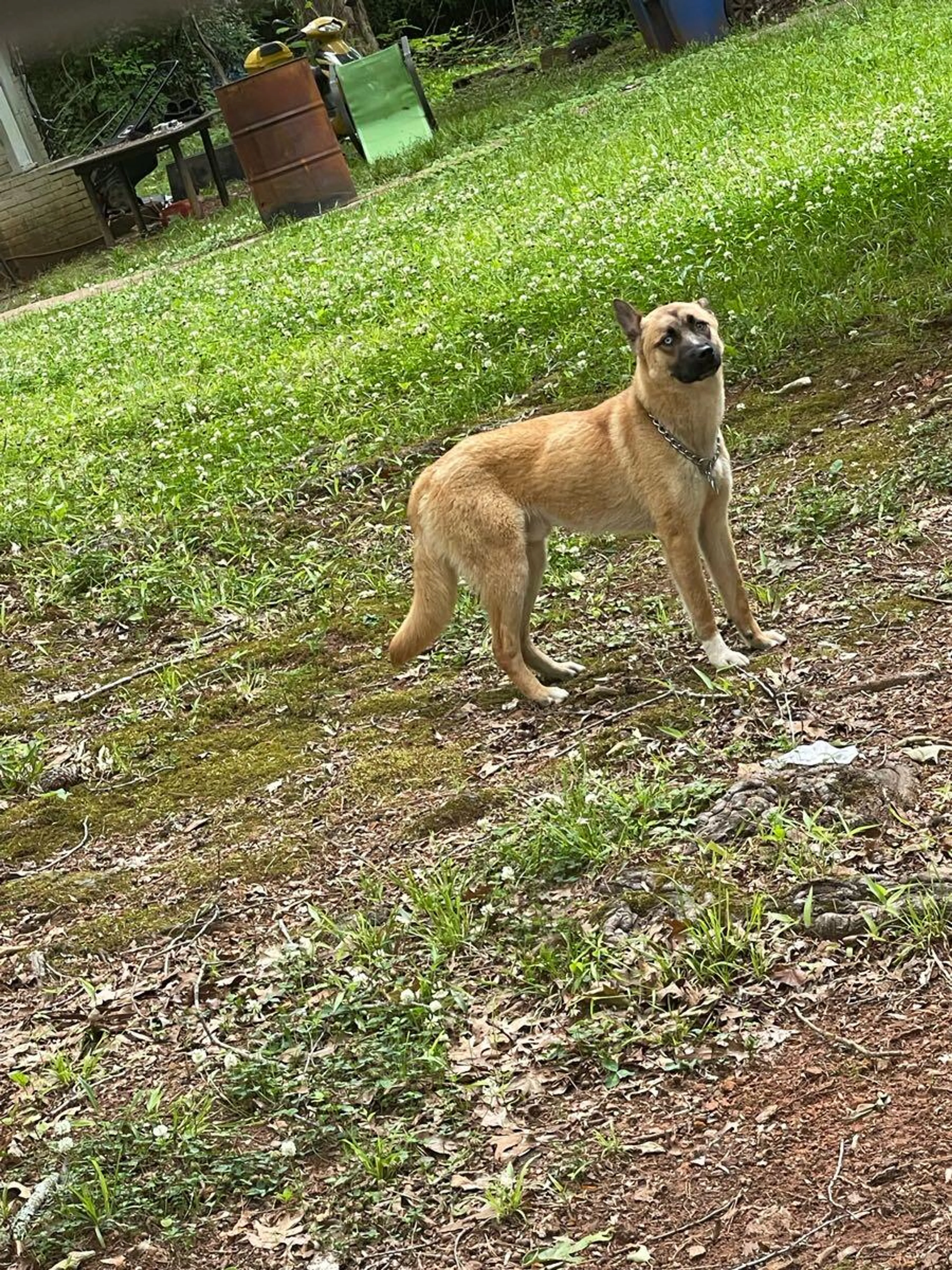 Found pet