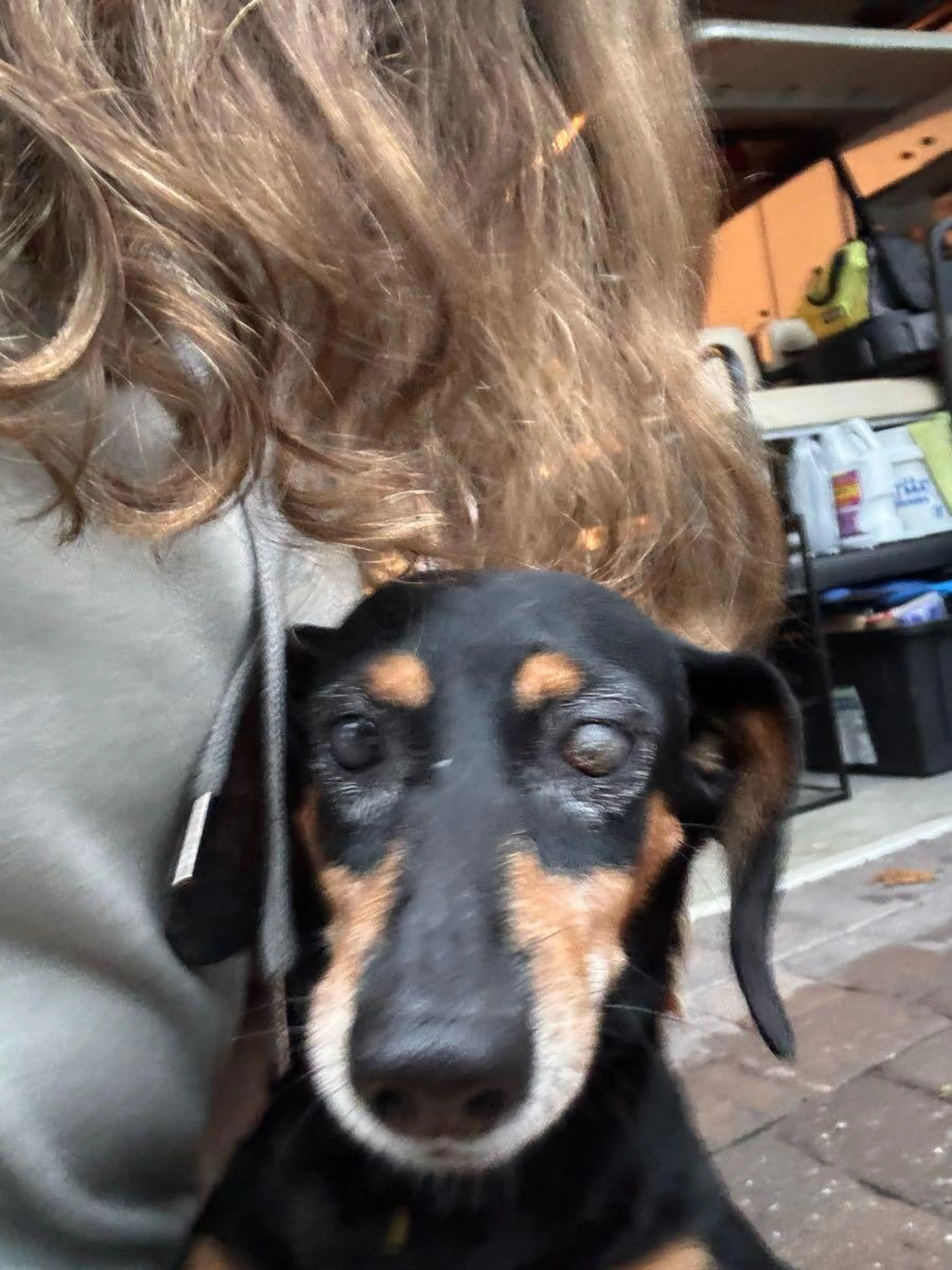 Found pet