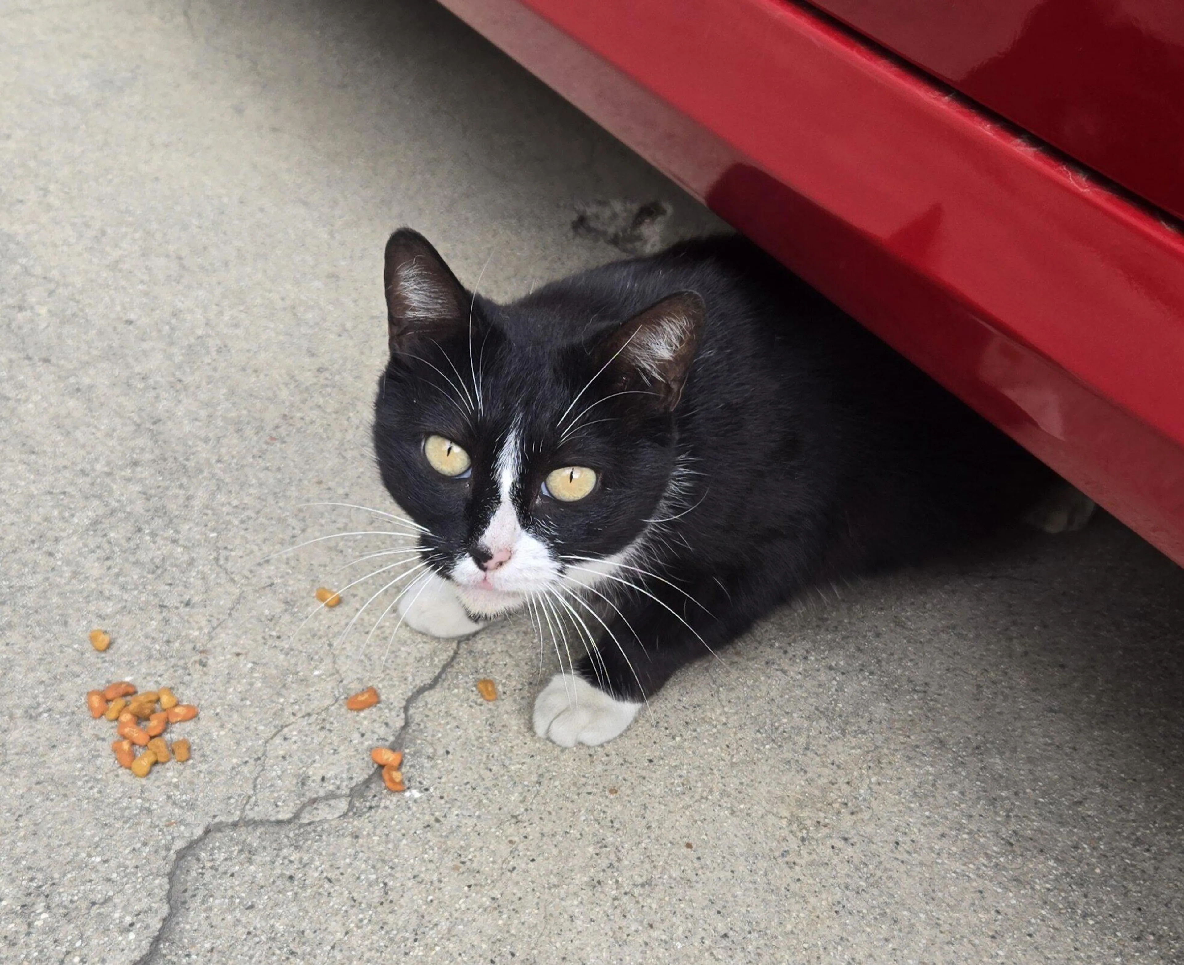 Found pet
