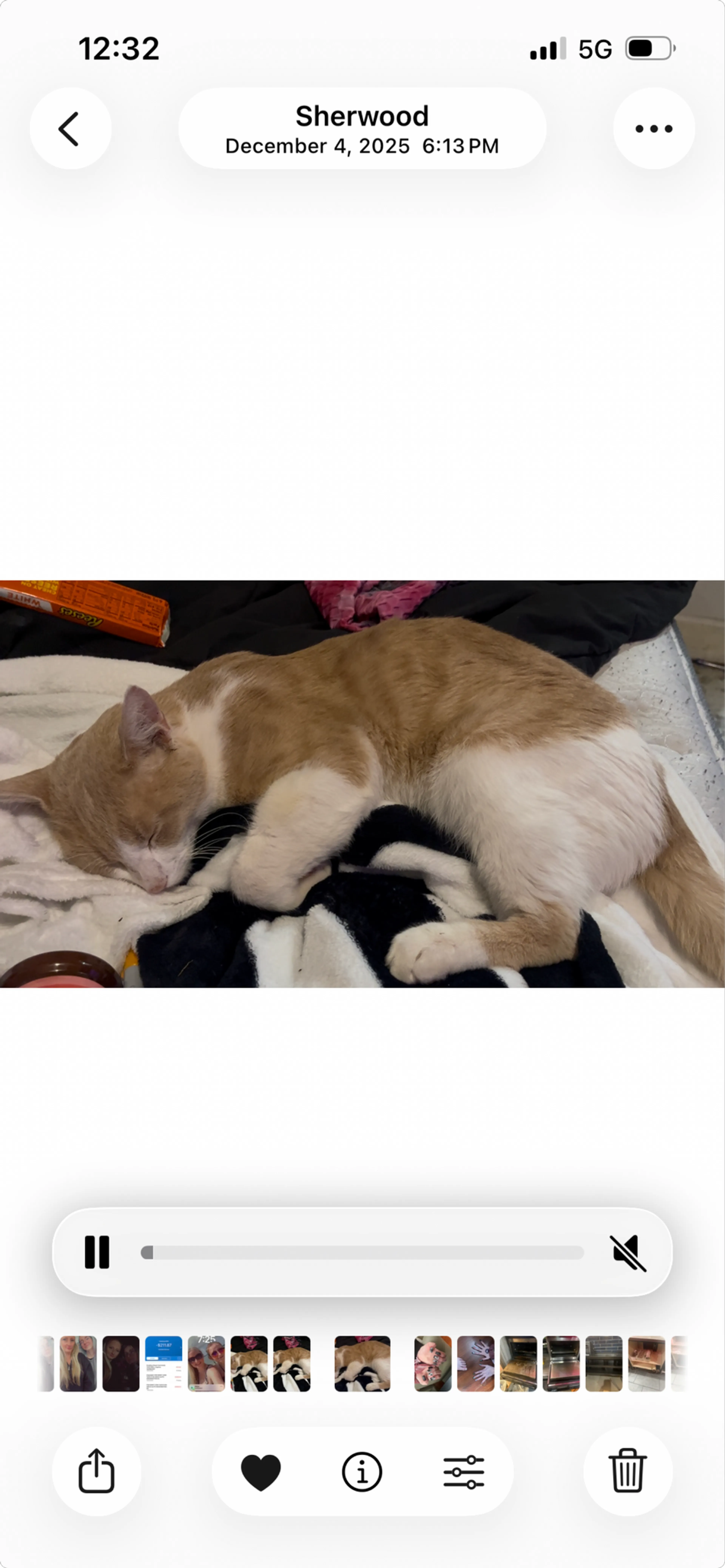 Lost pet