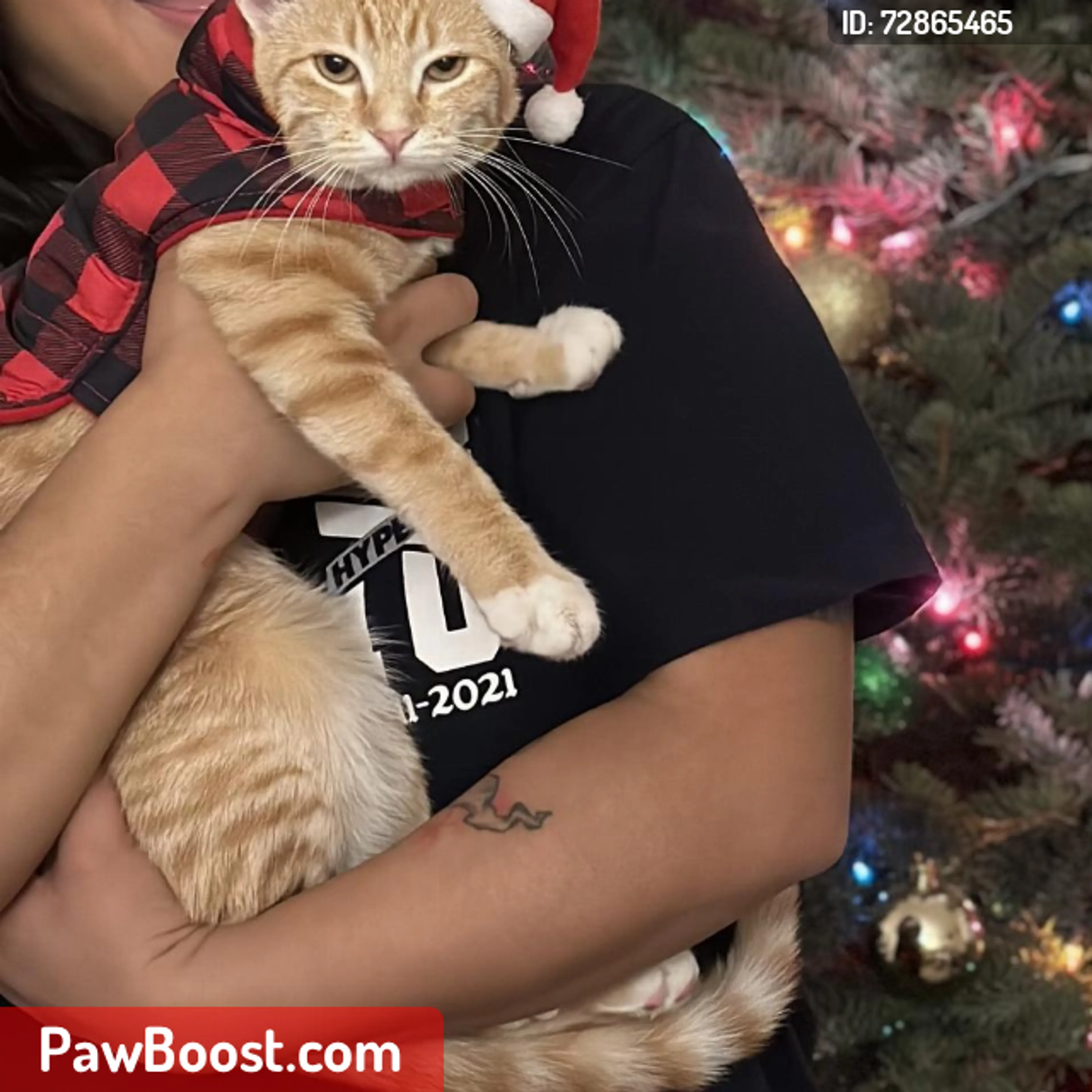 Lost pet