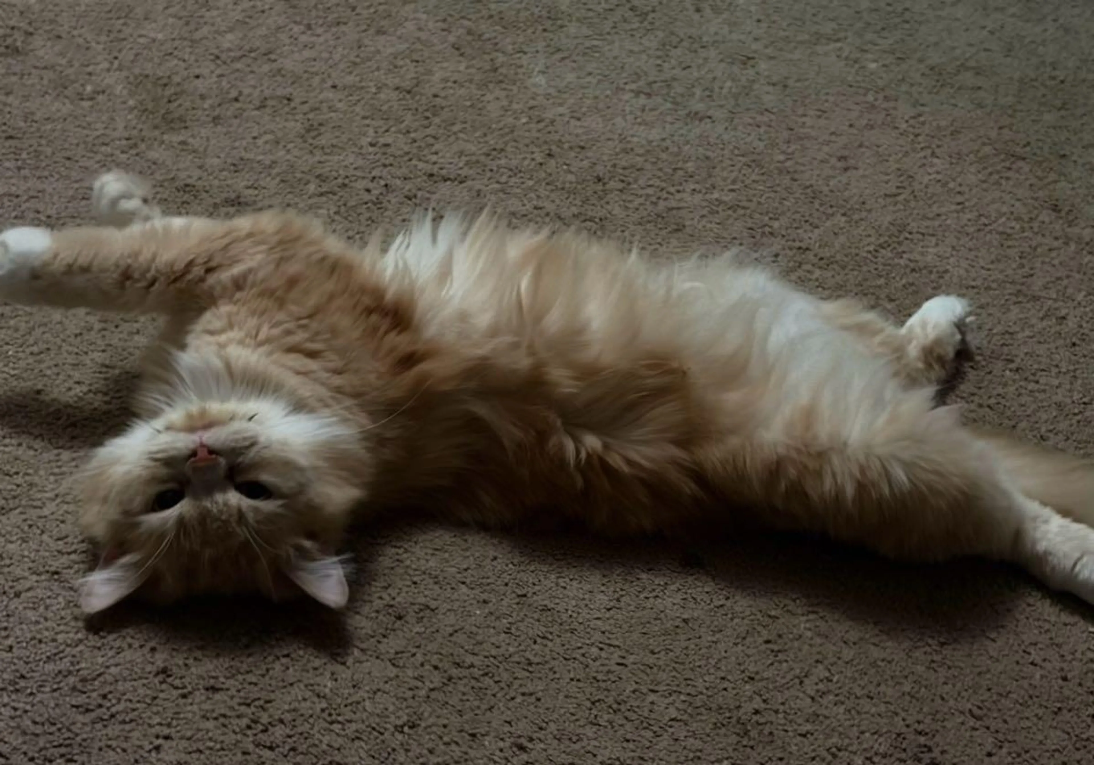 cdn image