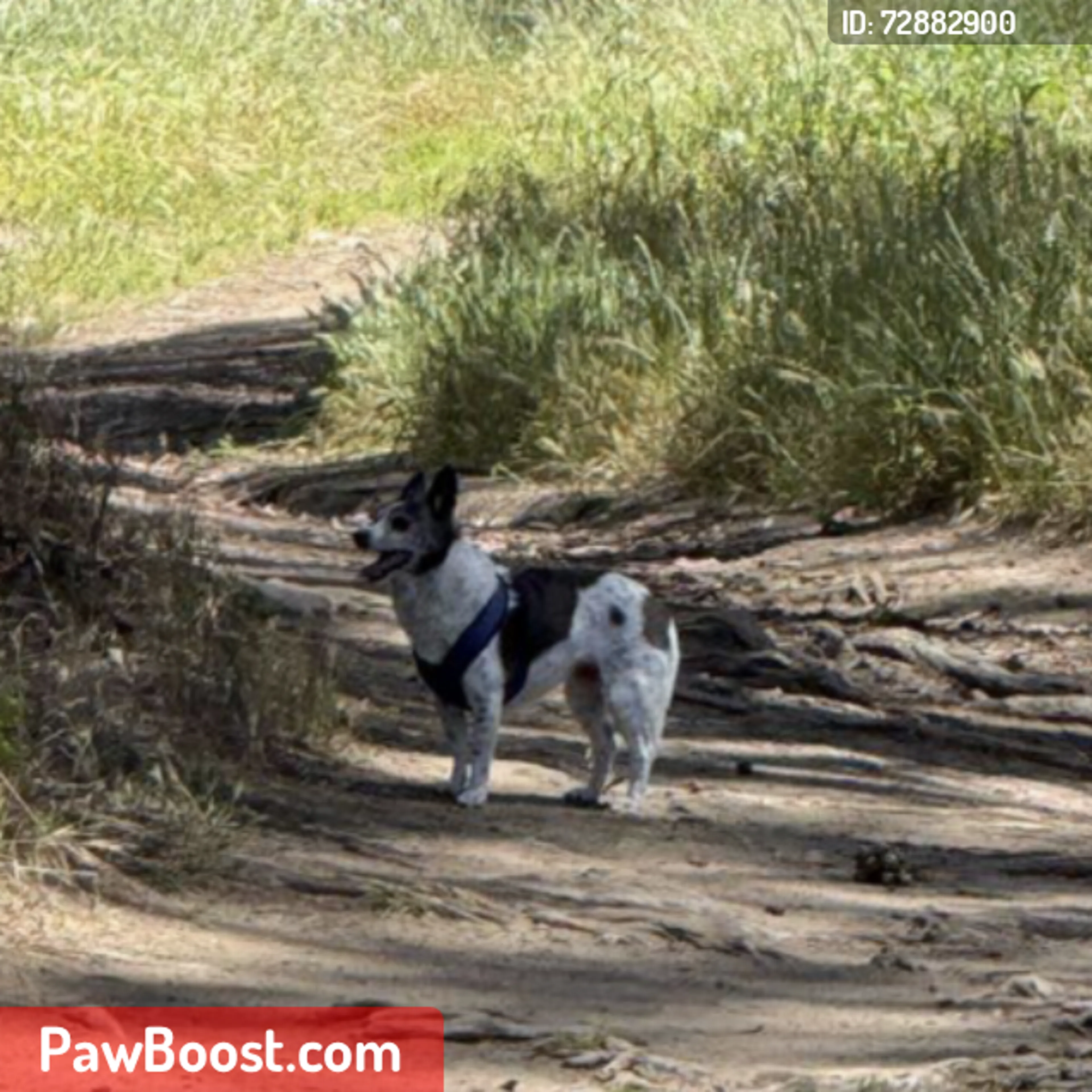 Lost pet
