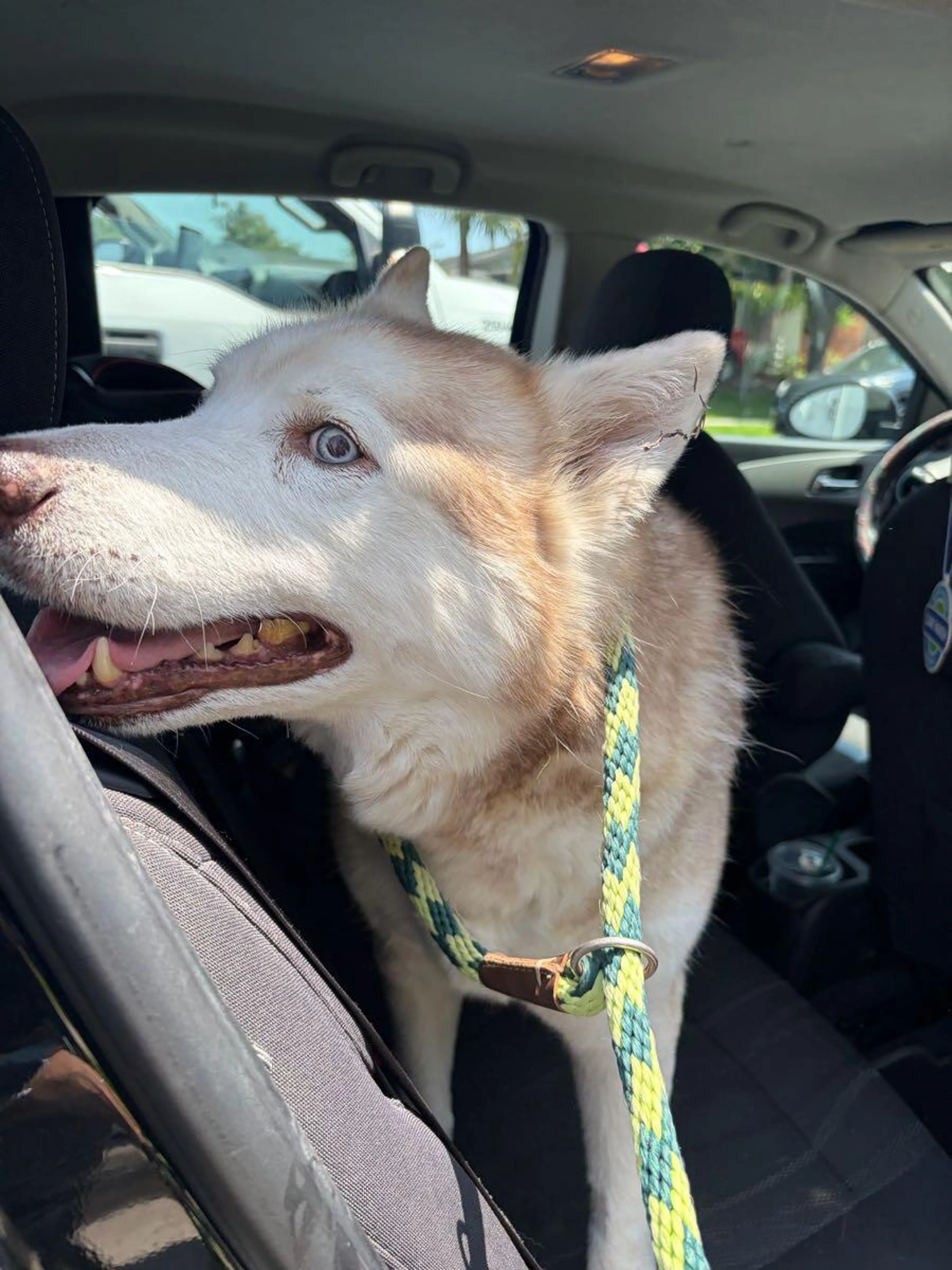 Found pet