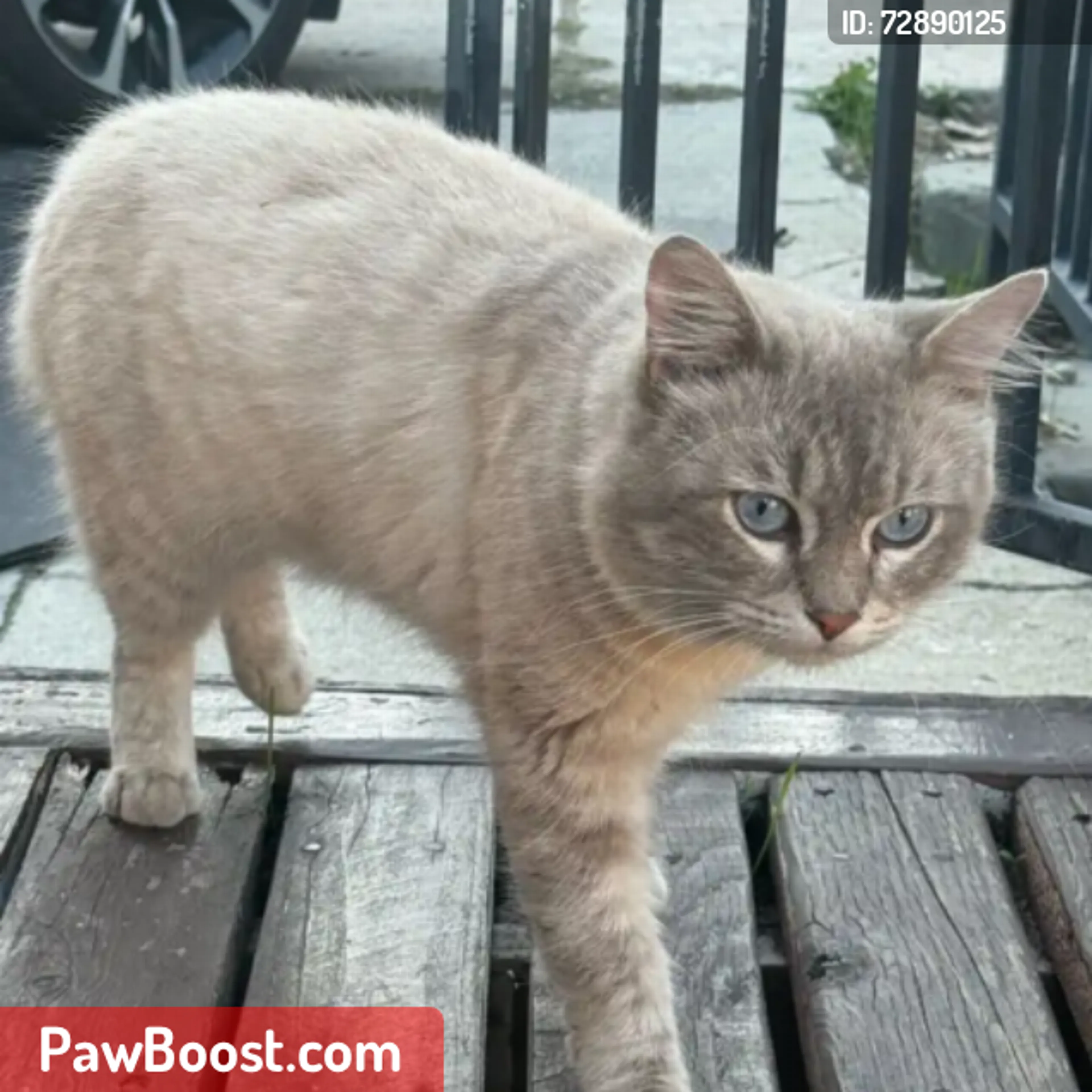 Lost pet