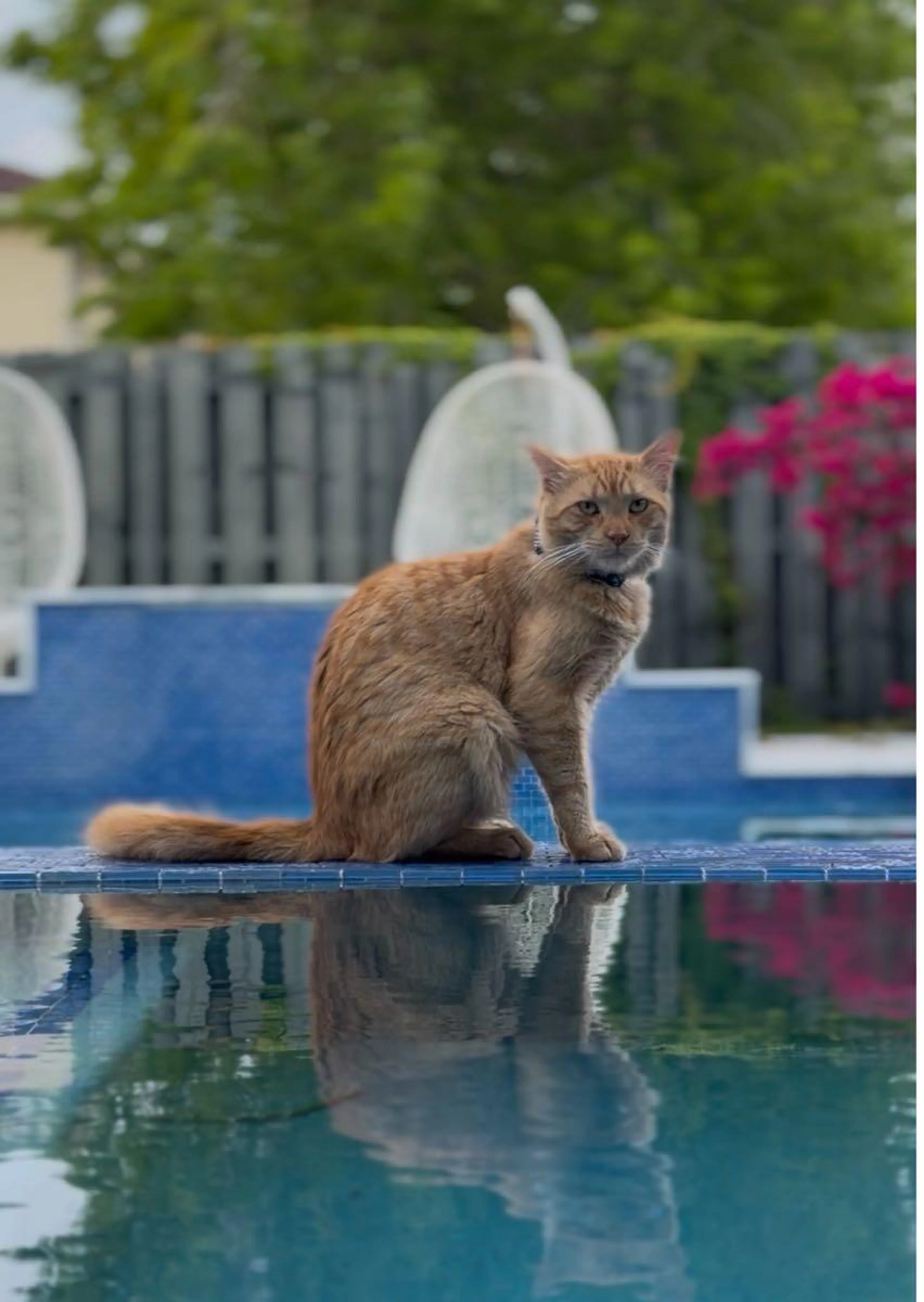 Lost pet