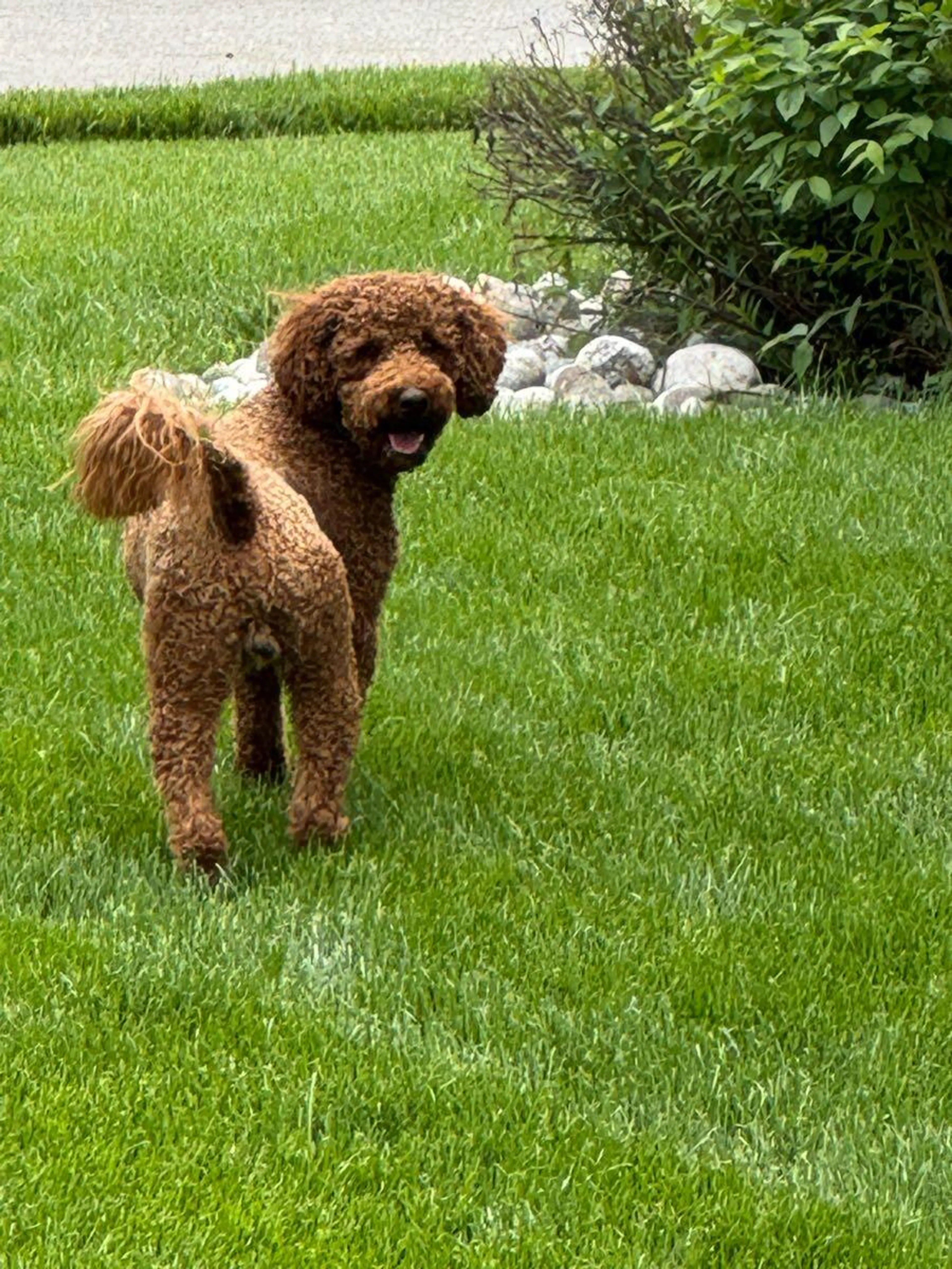 Found pet