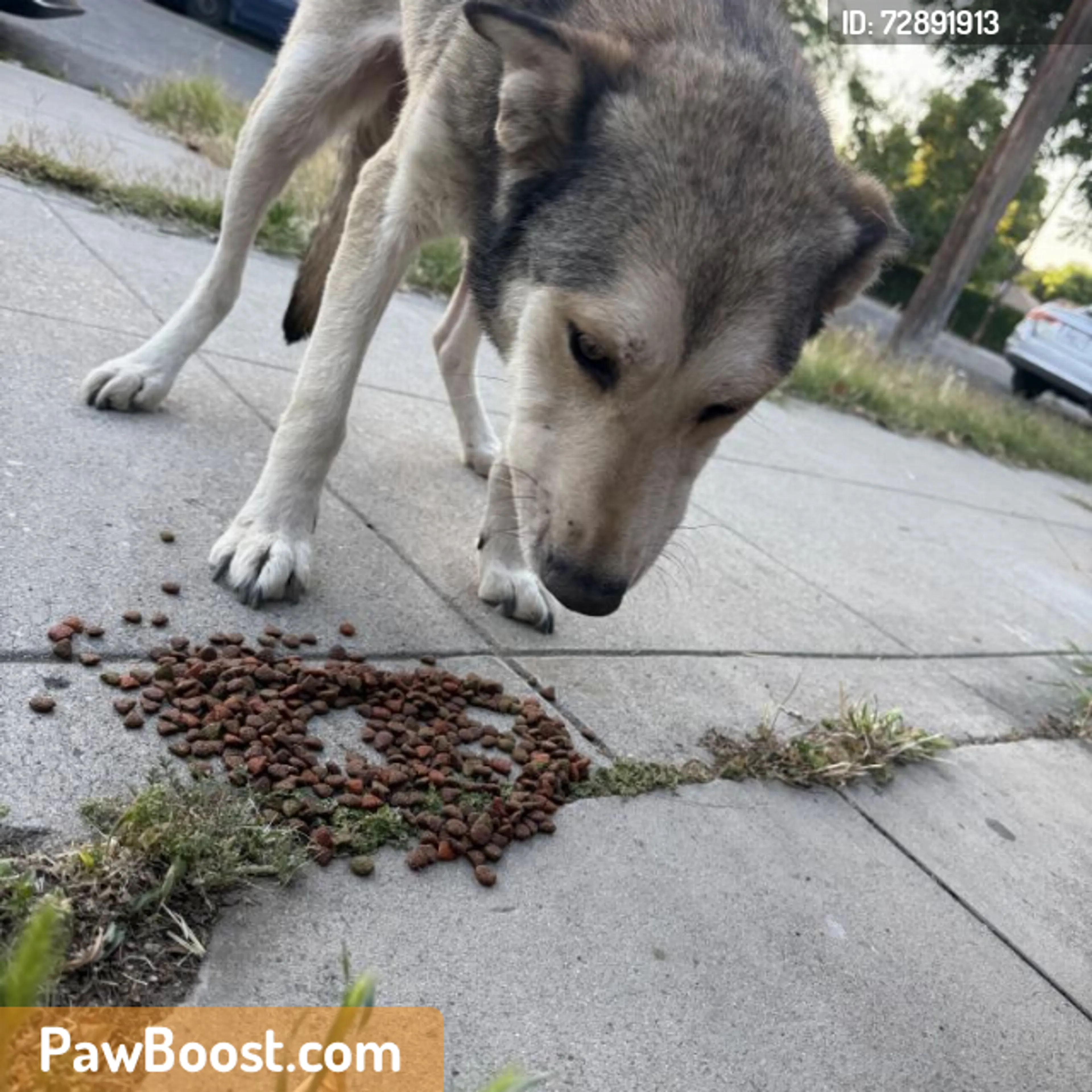 Found pet