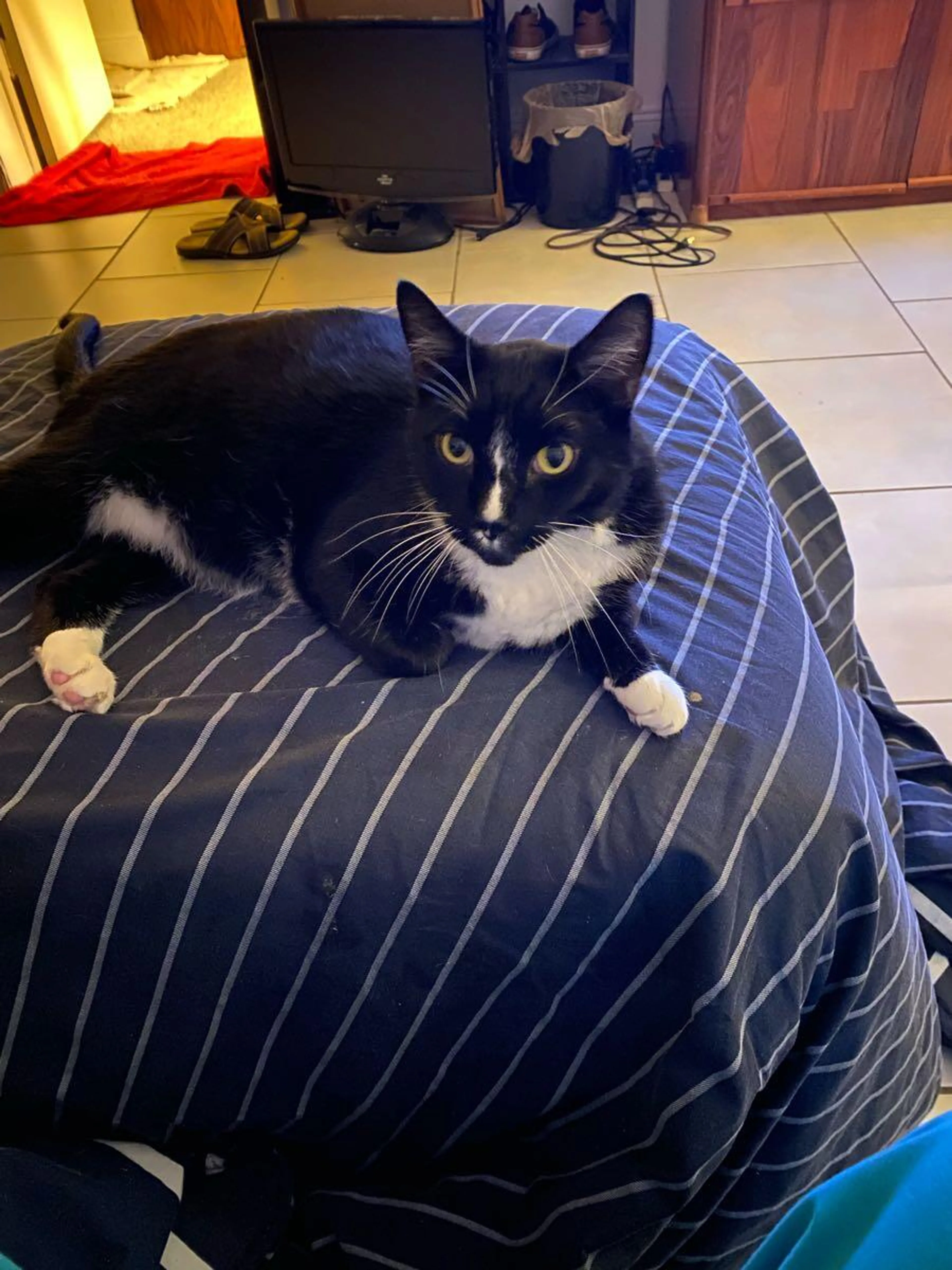 Lost pet