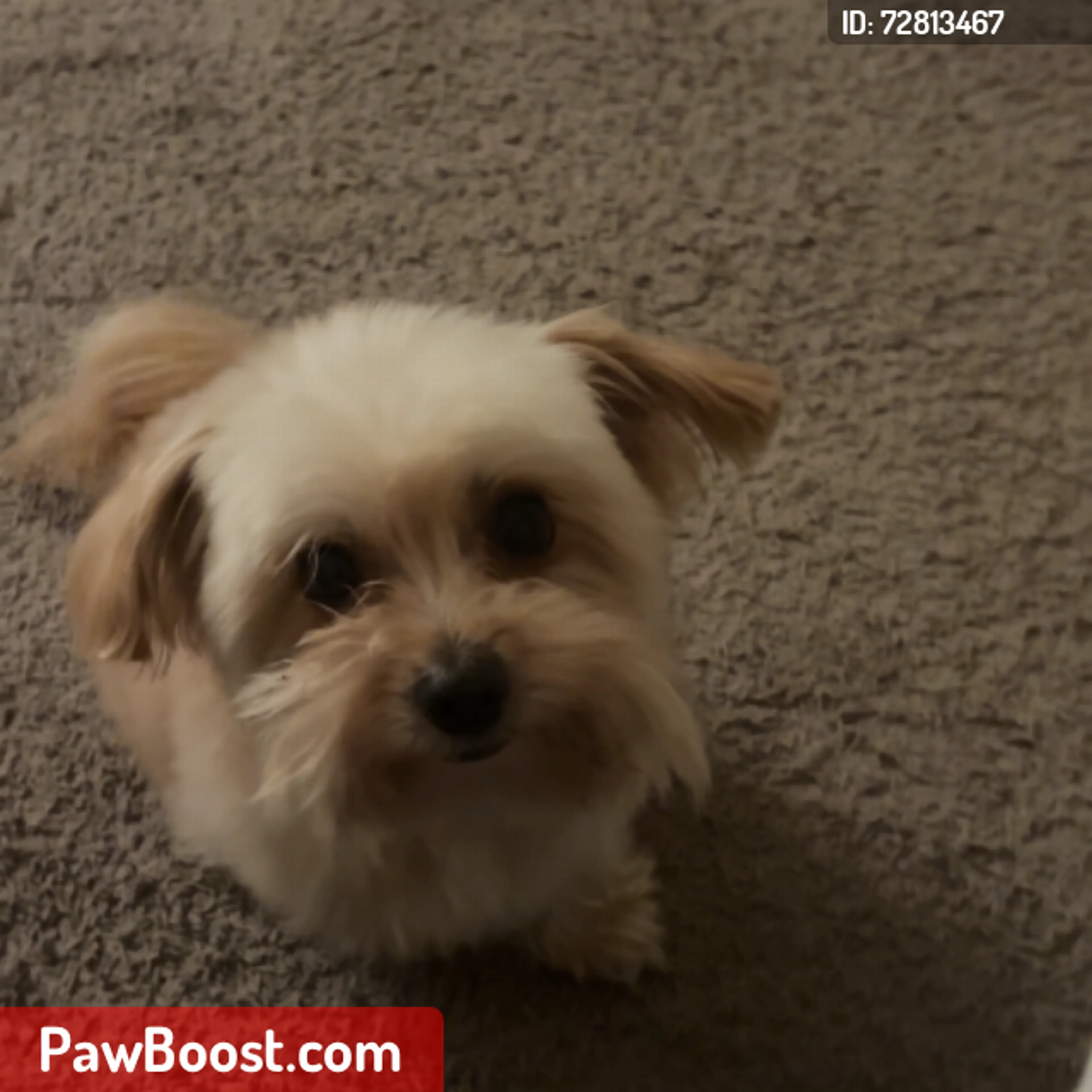 Lost pet