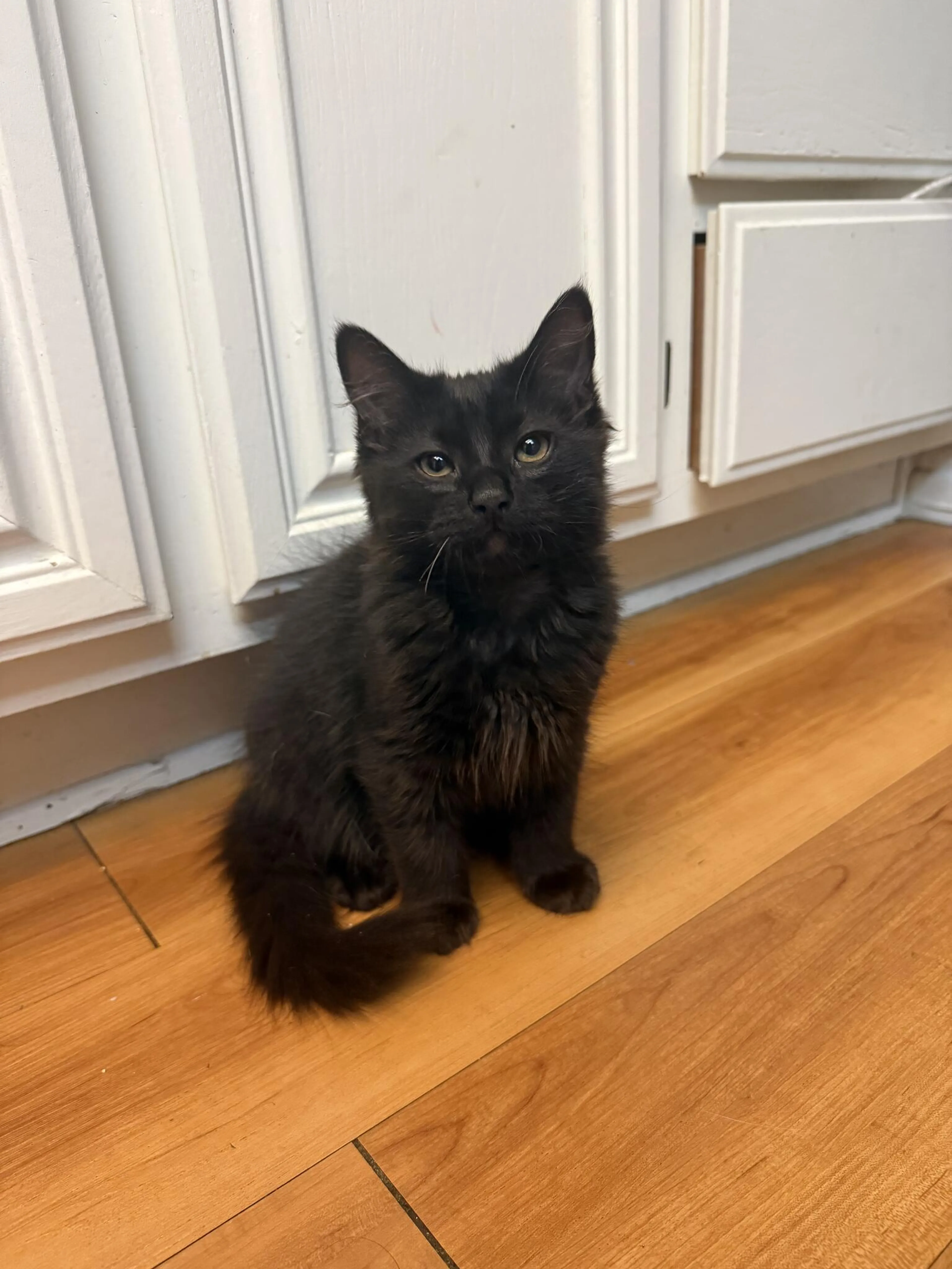 Lost pet