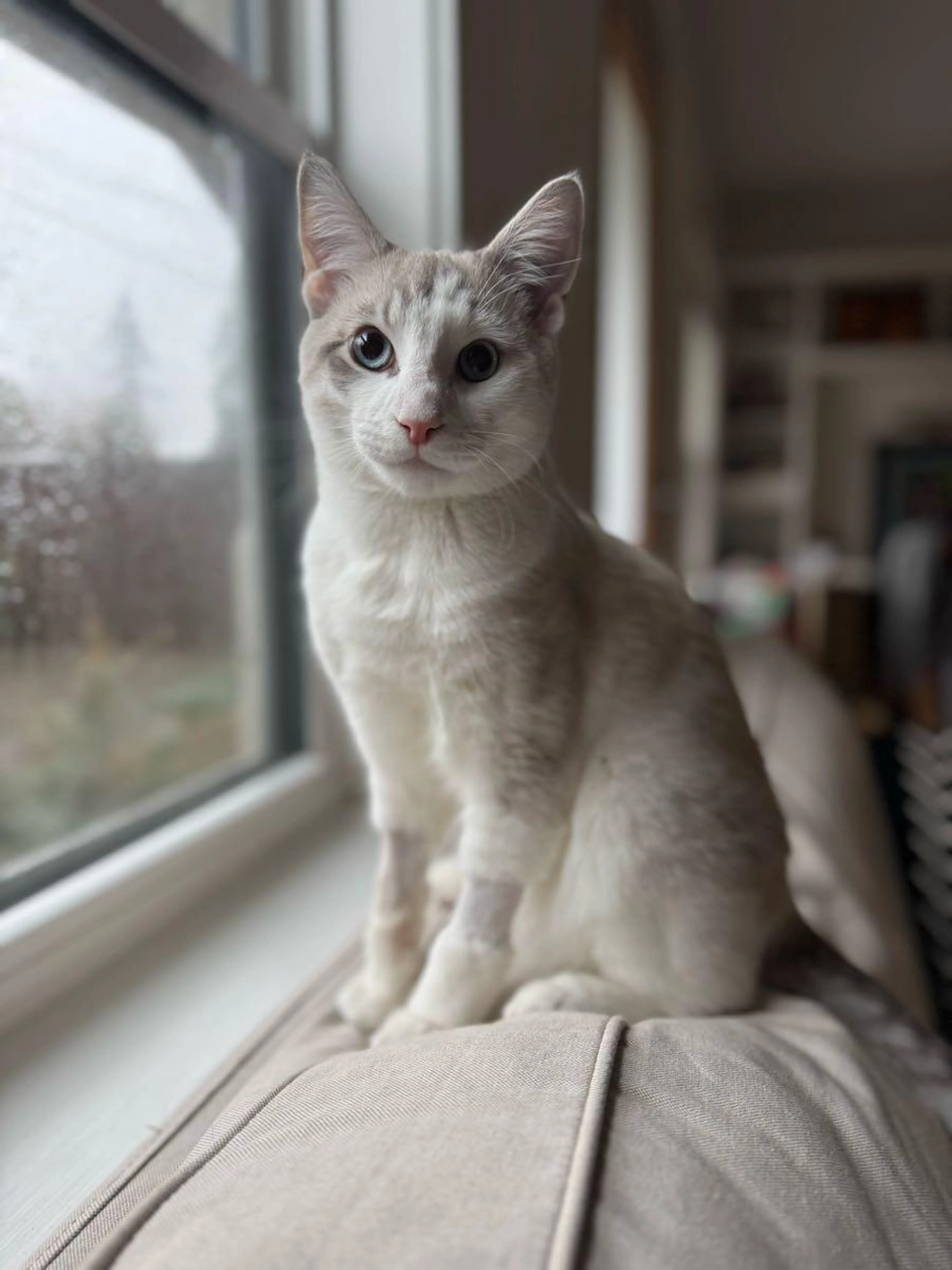 Lost pet