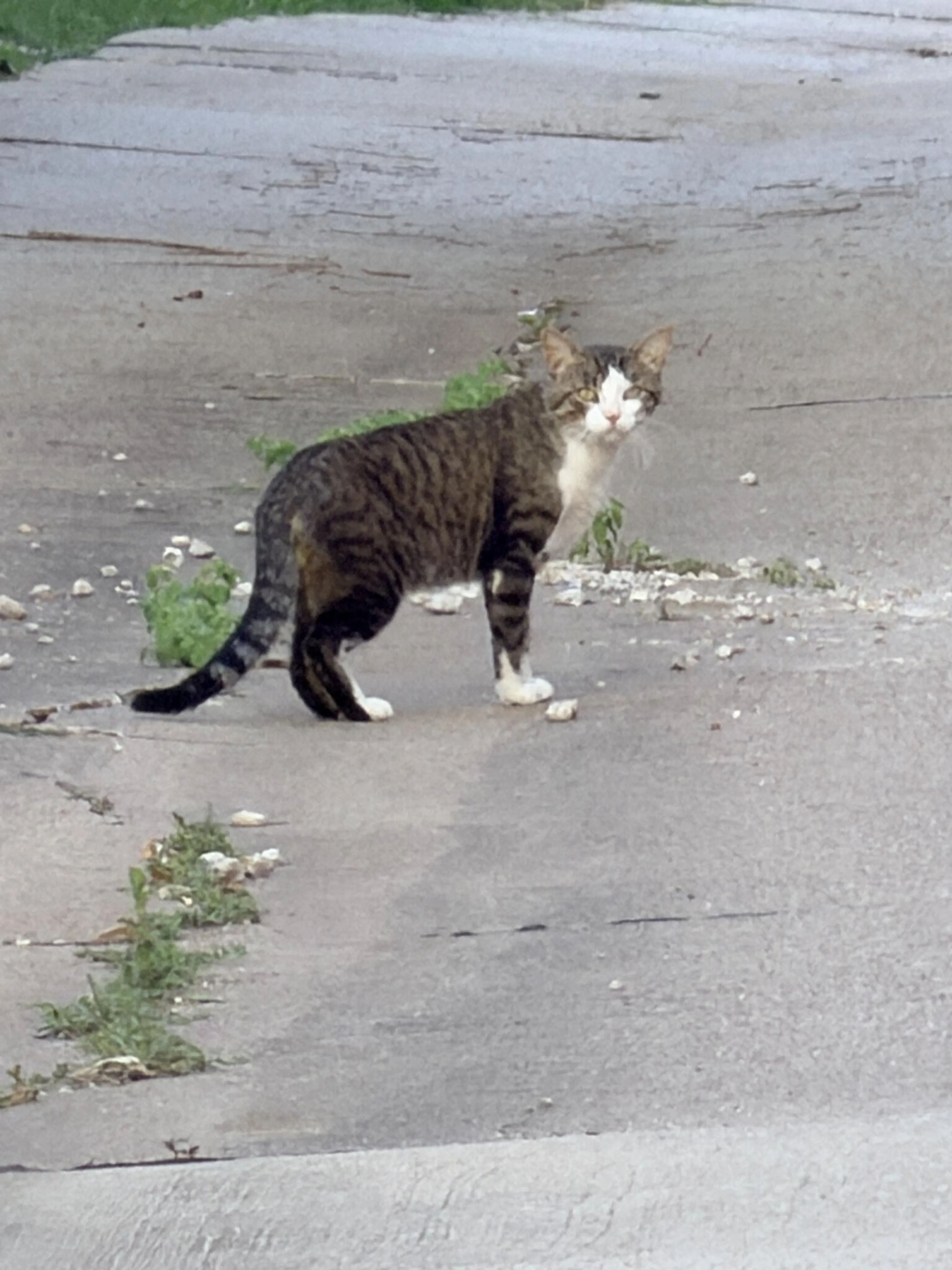 Found pet