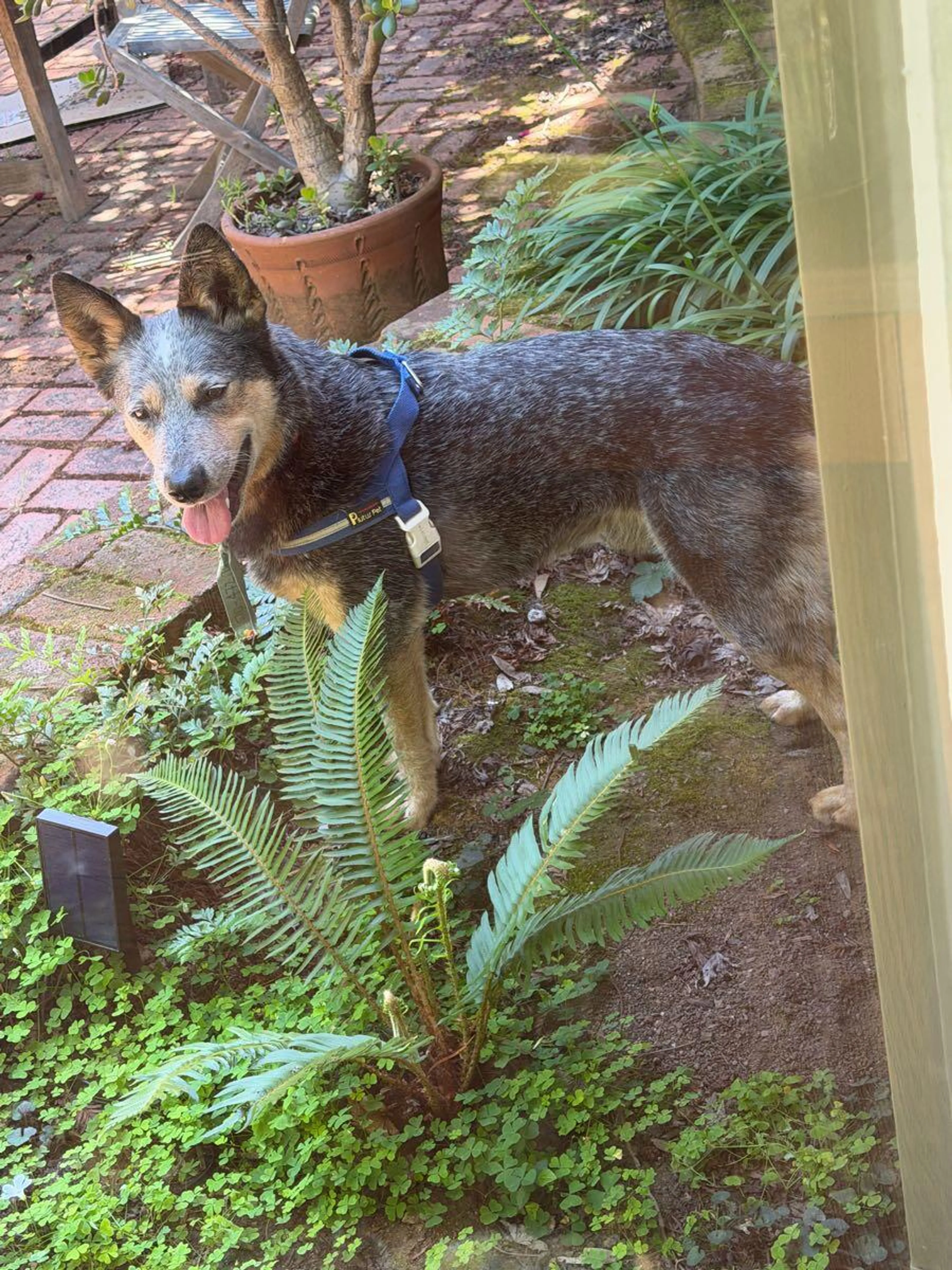 Found pet