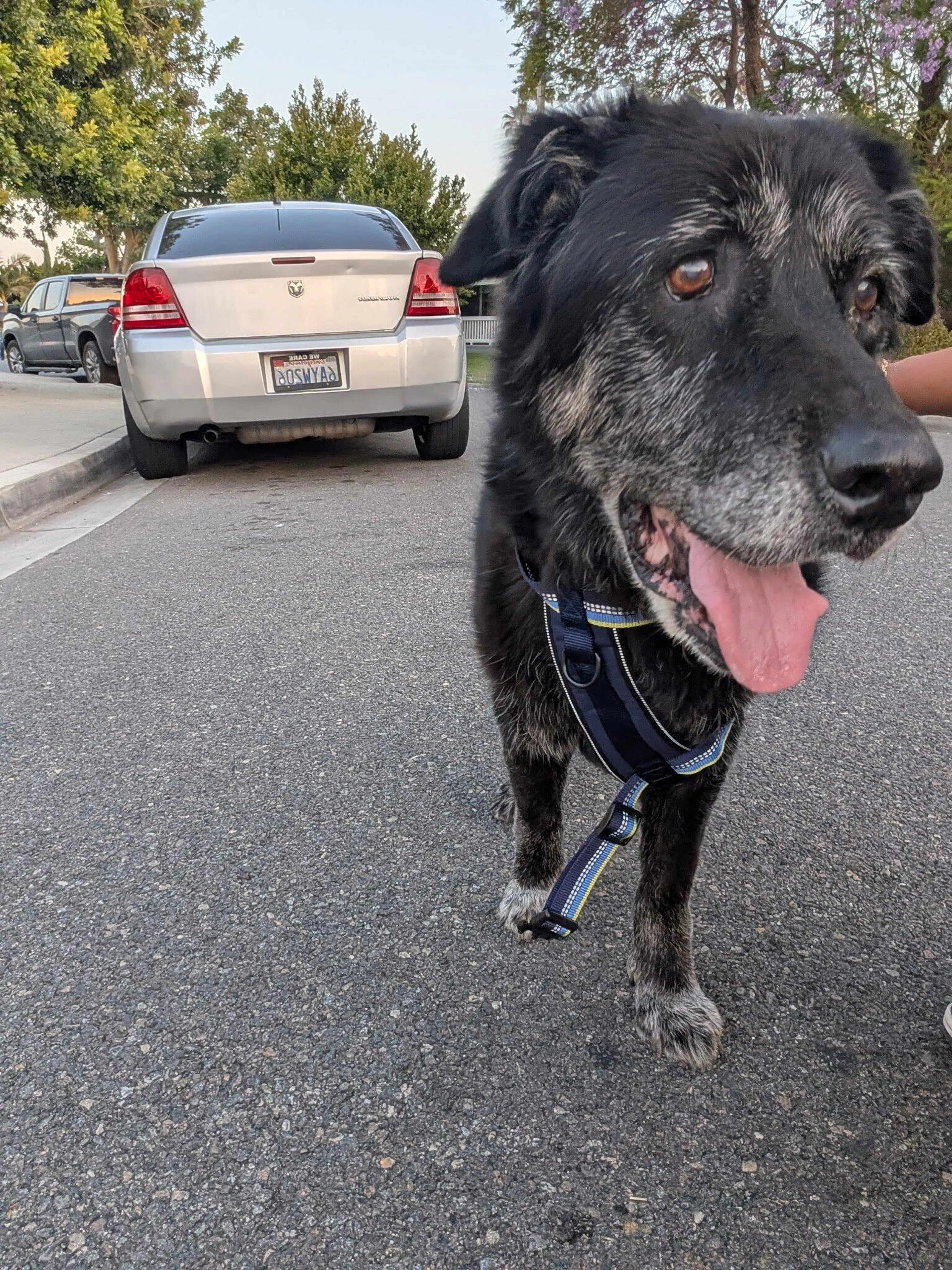 Found pet