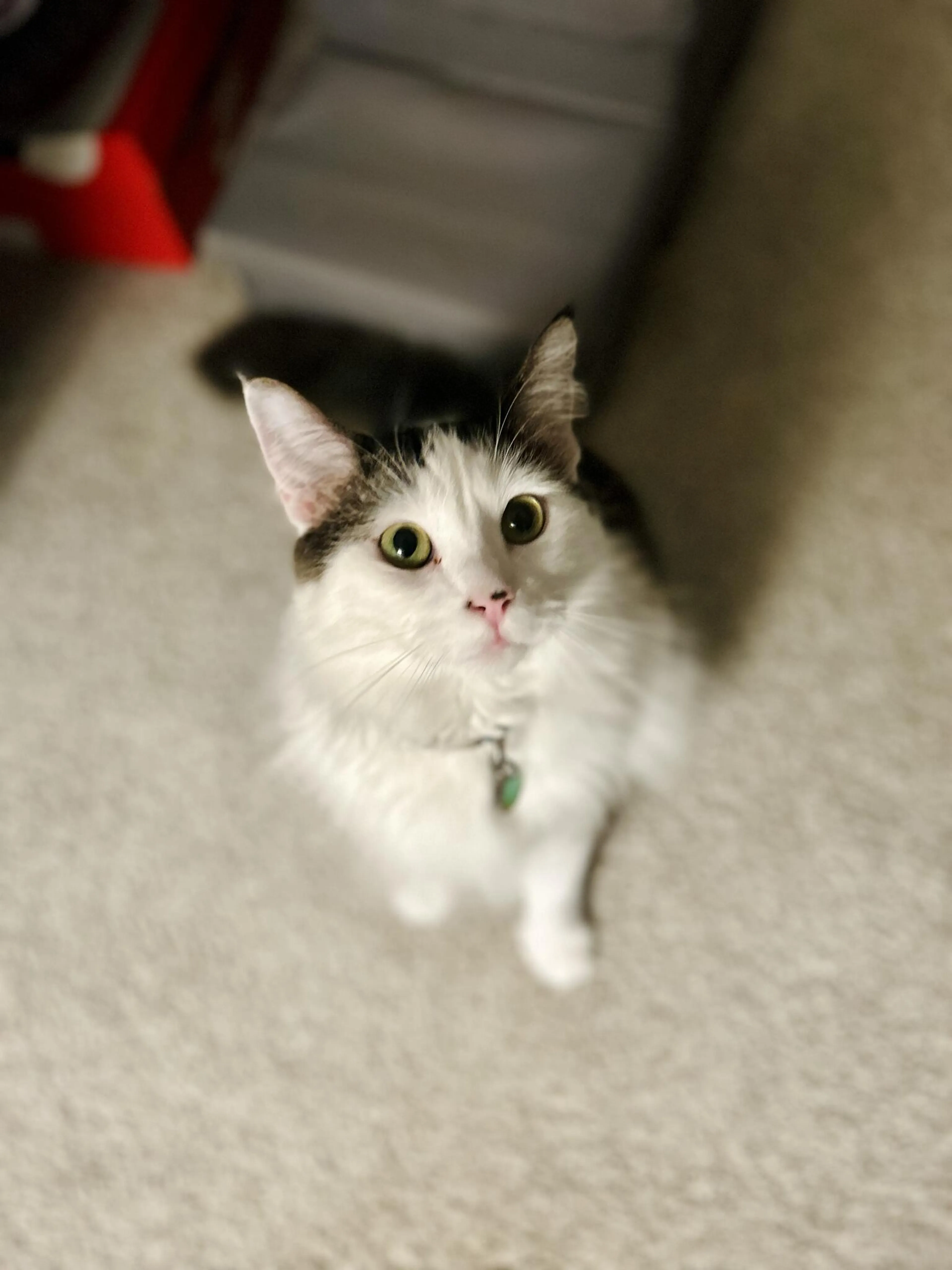 Lost pet