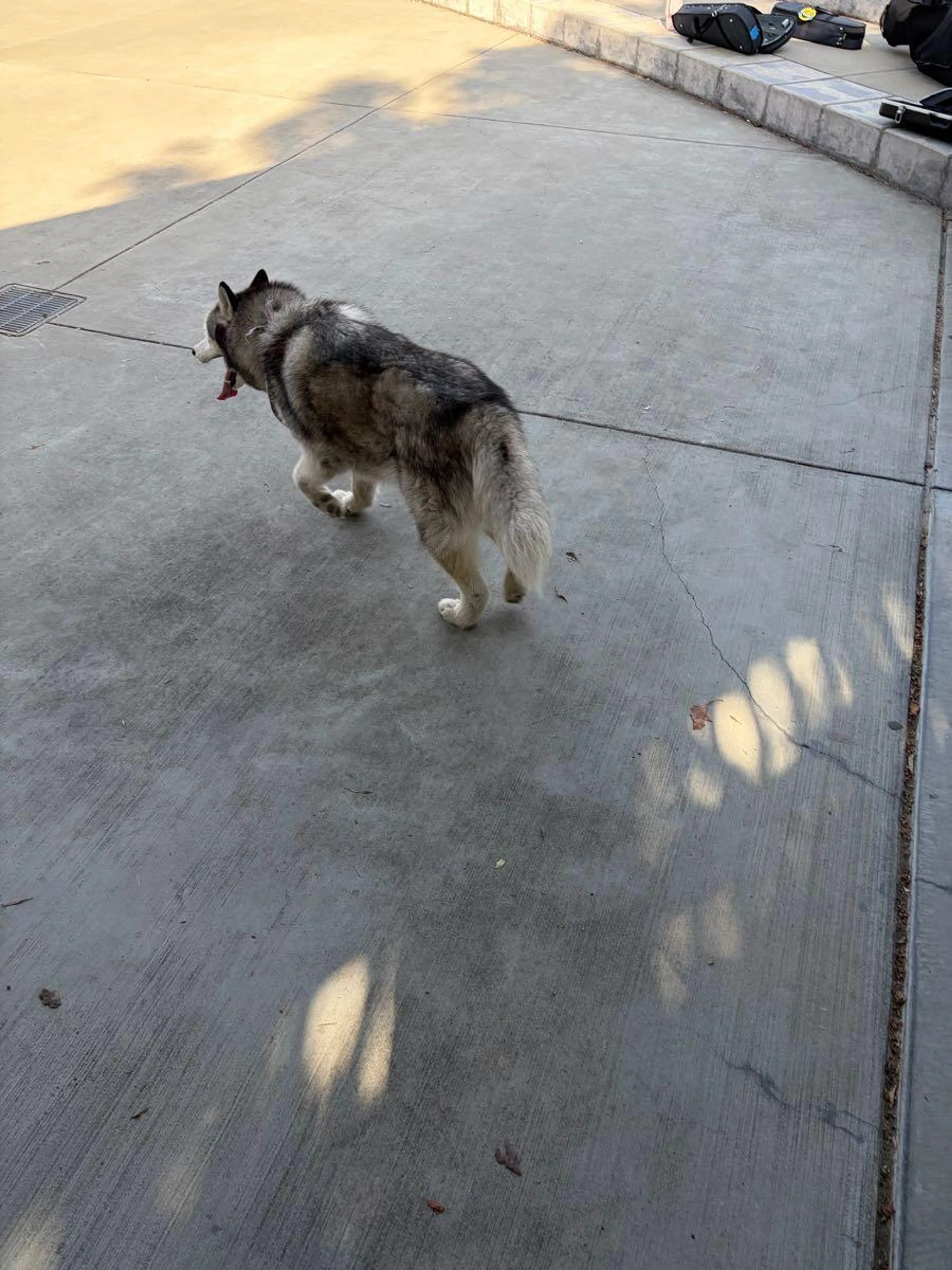 Found pet