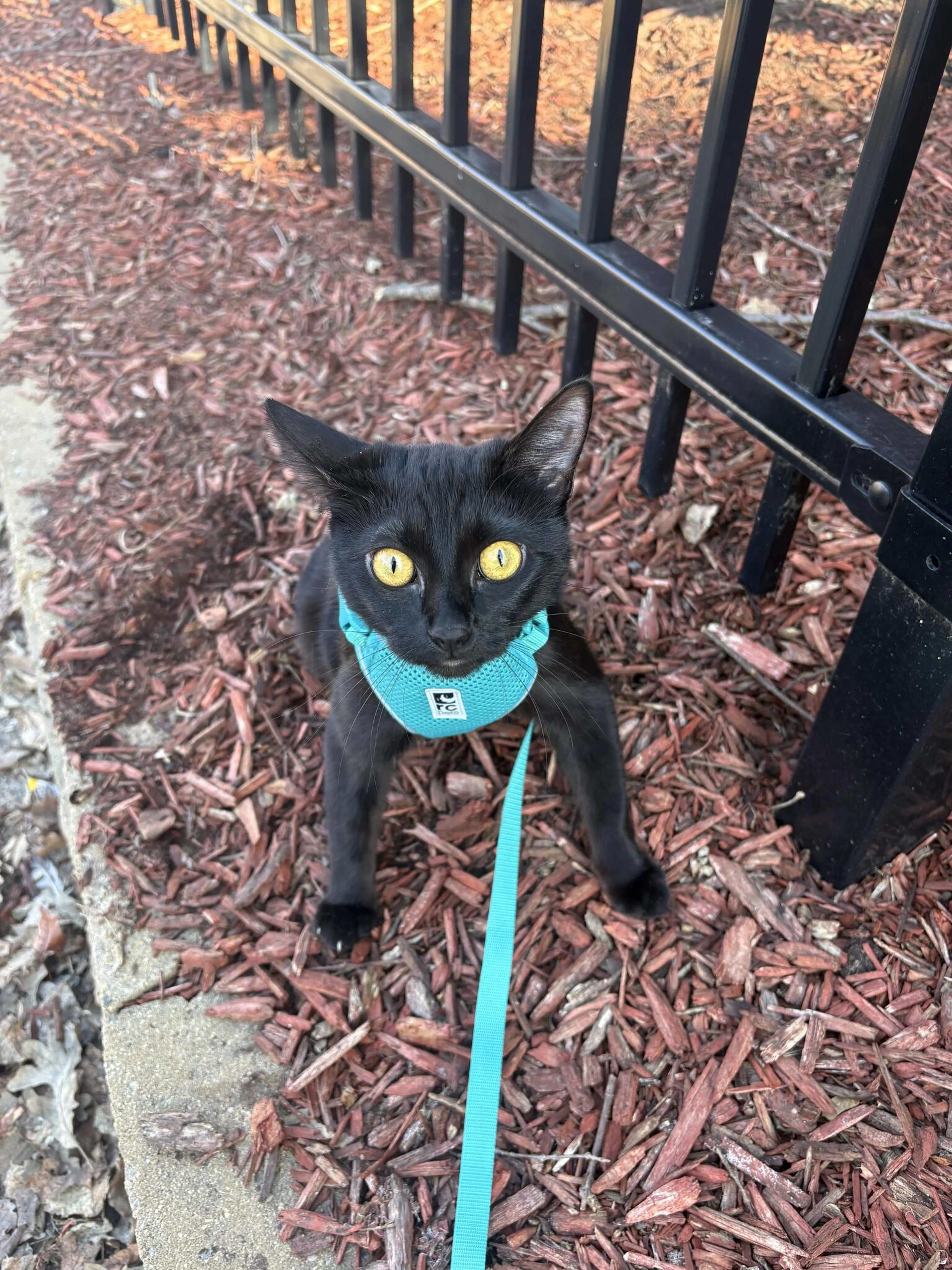 Lost pet