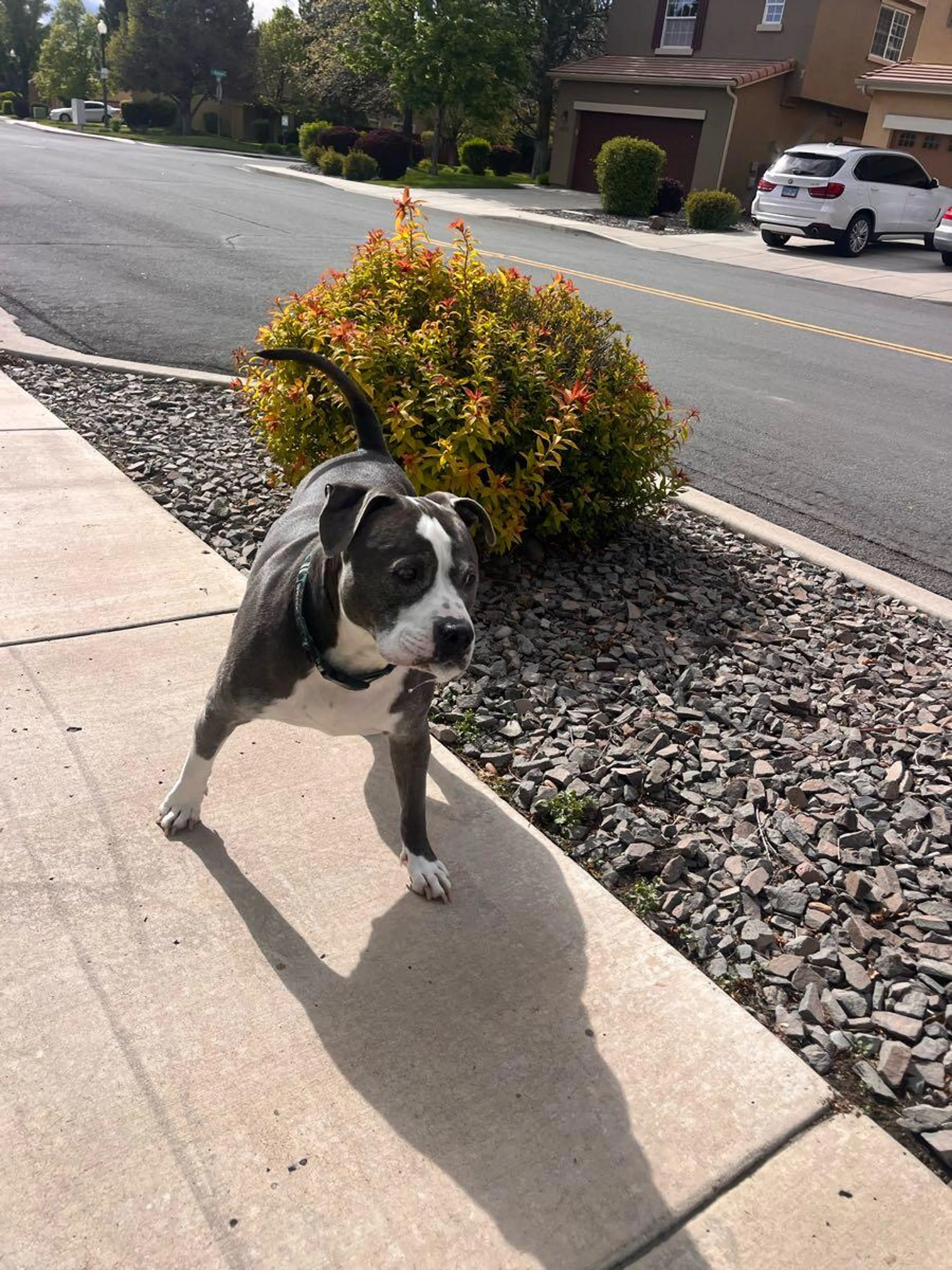 Found pet
