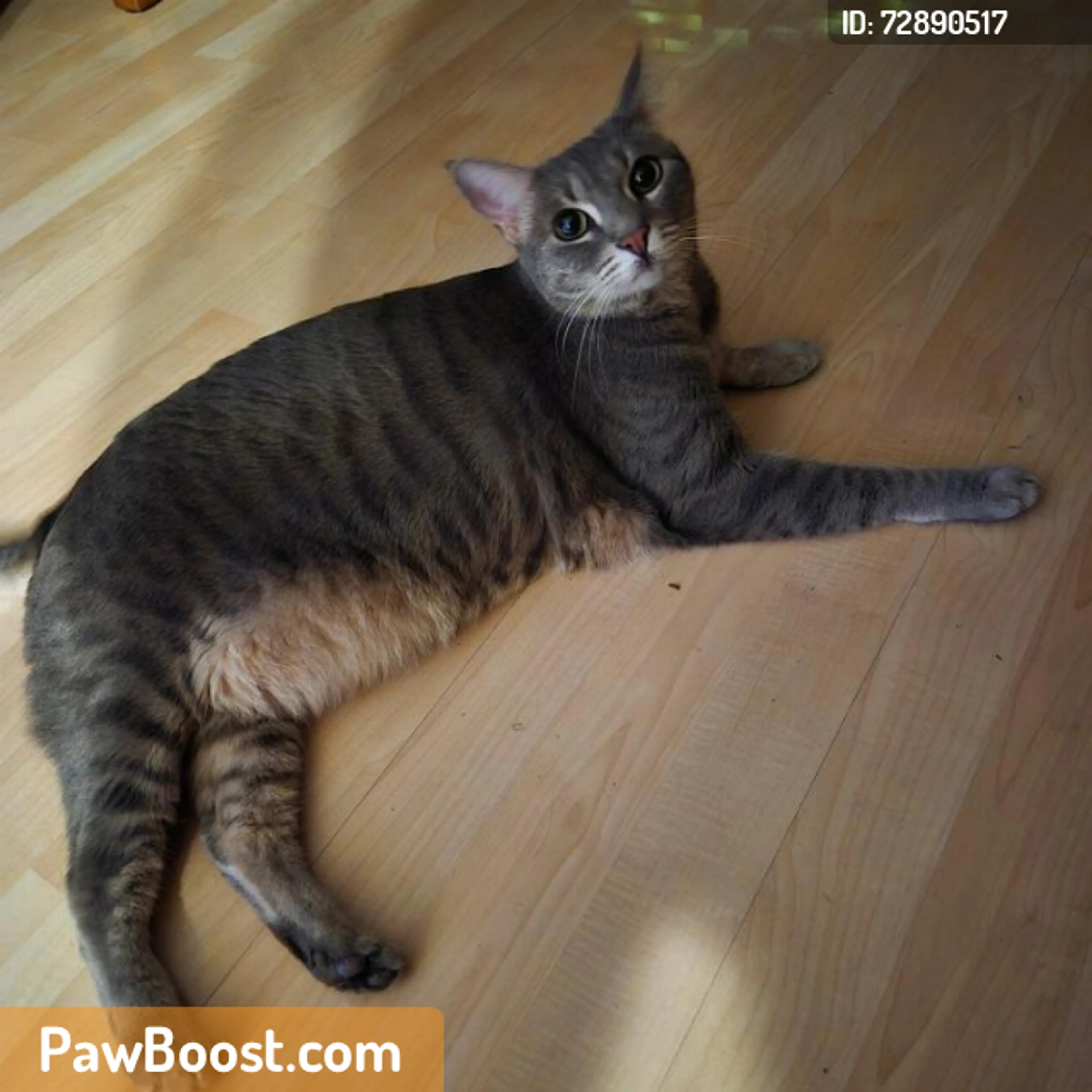 Found pet