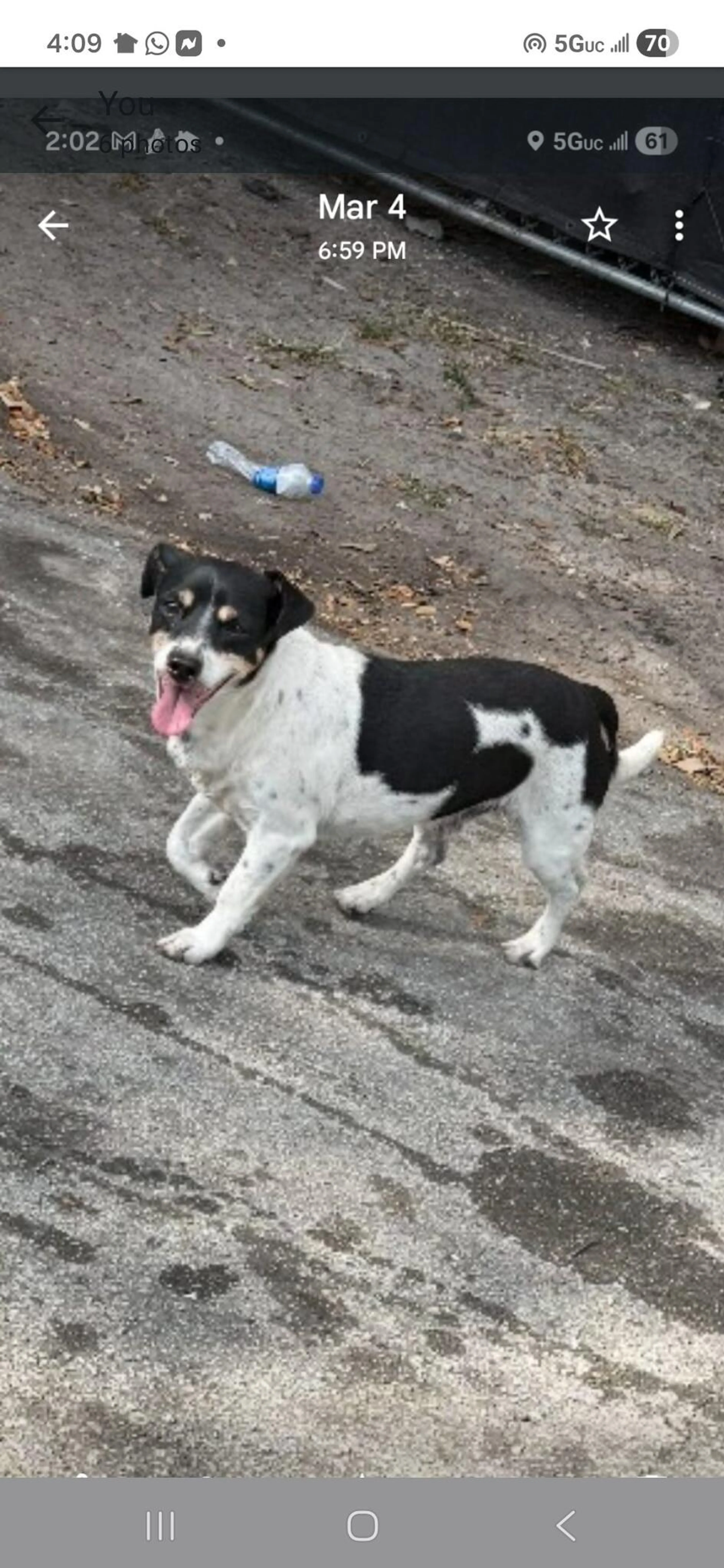 Lost pet