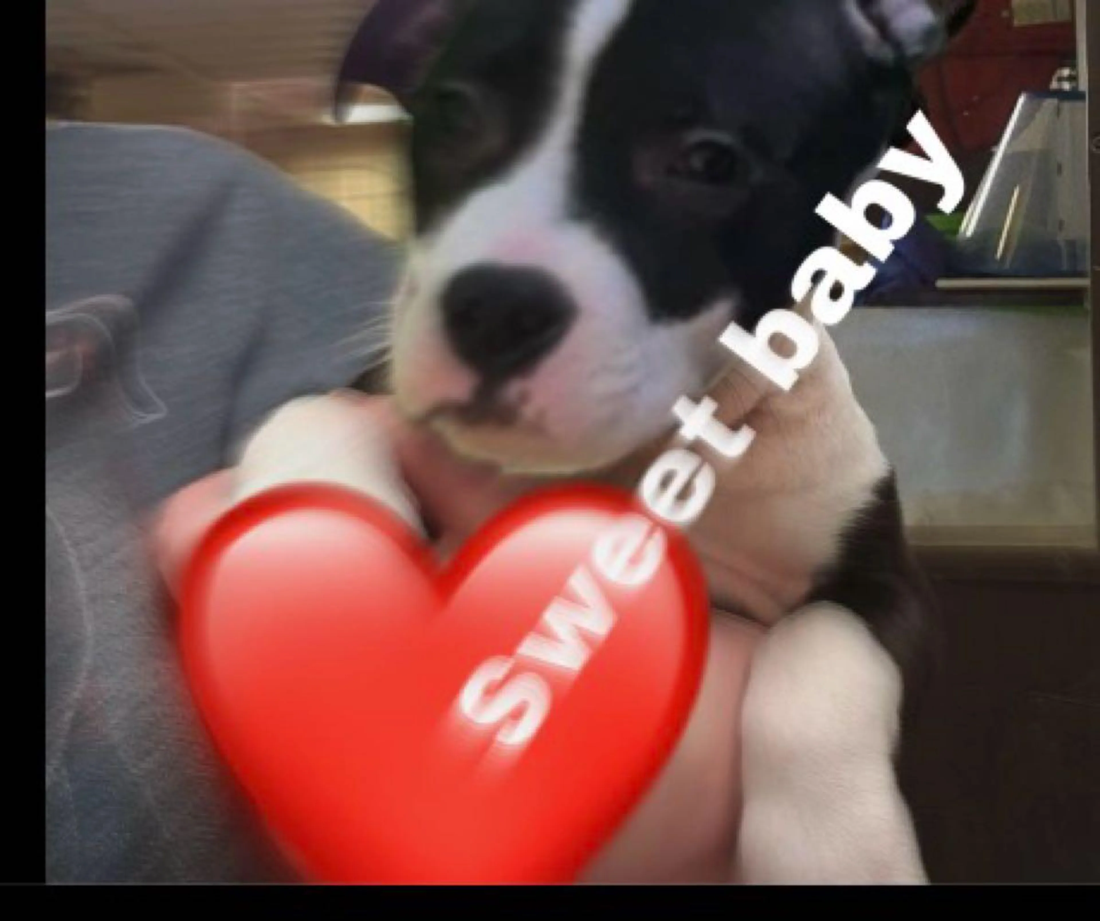Lost pet