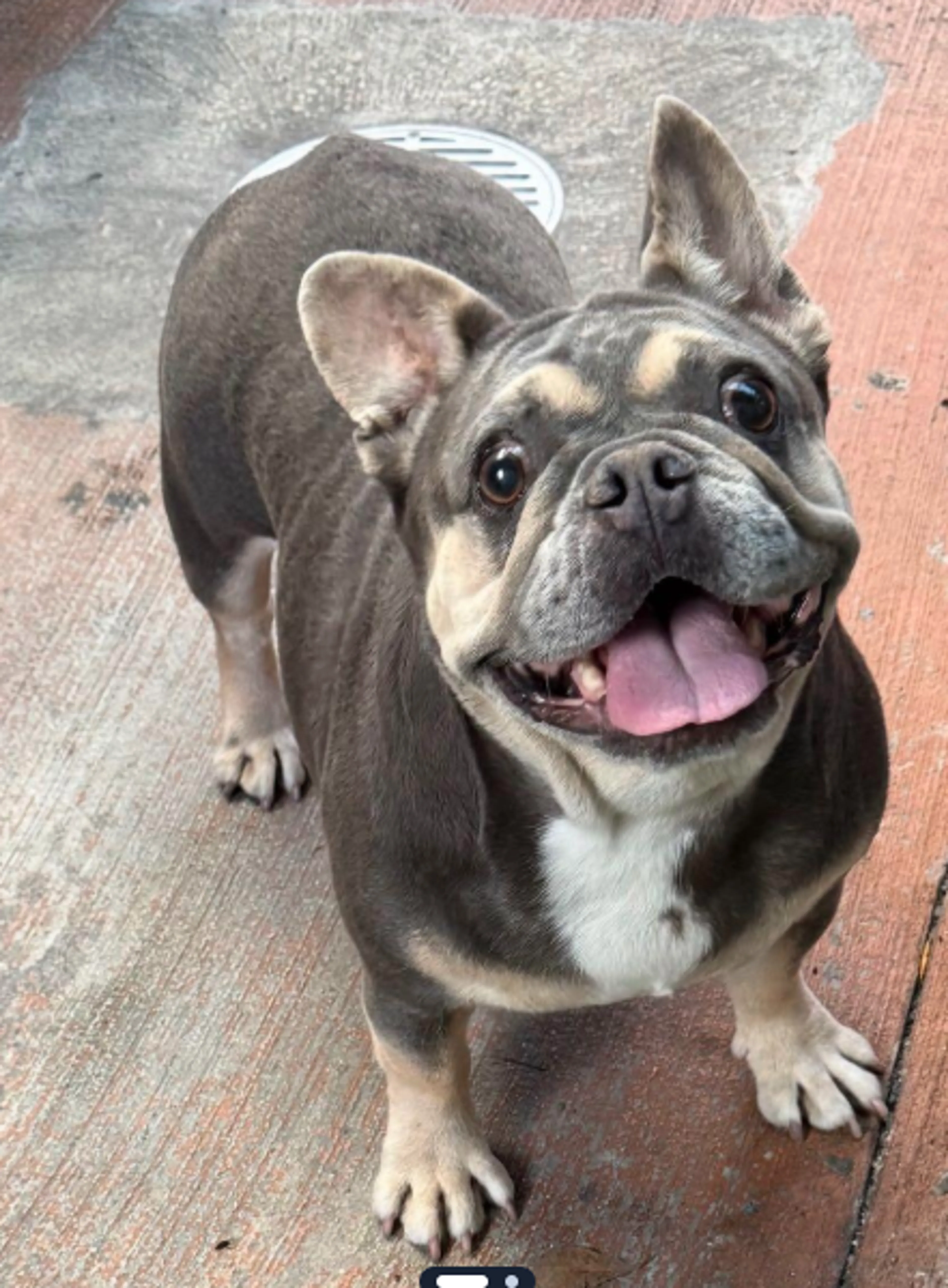 Found pet