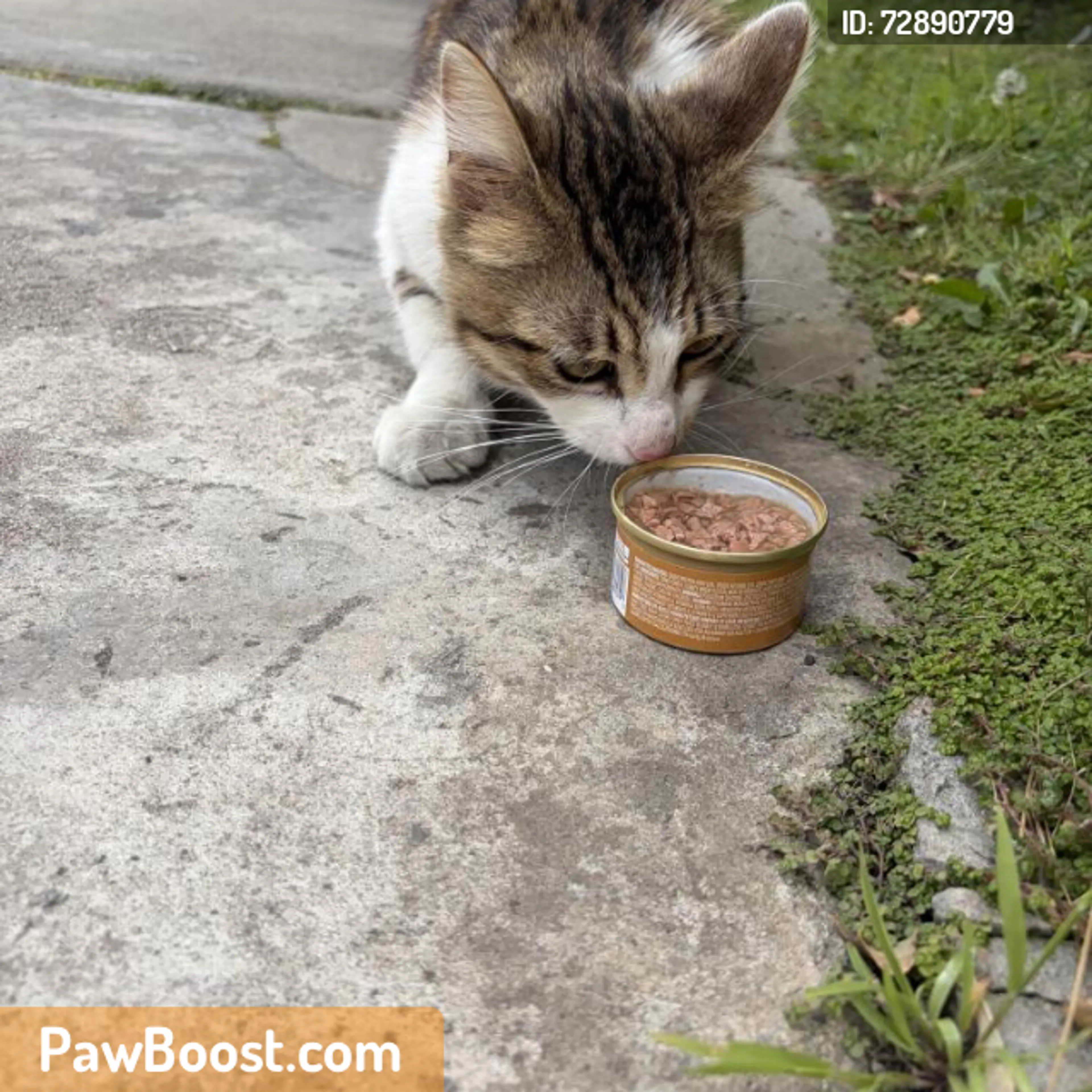 Found pet