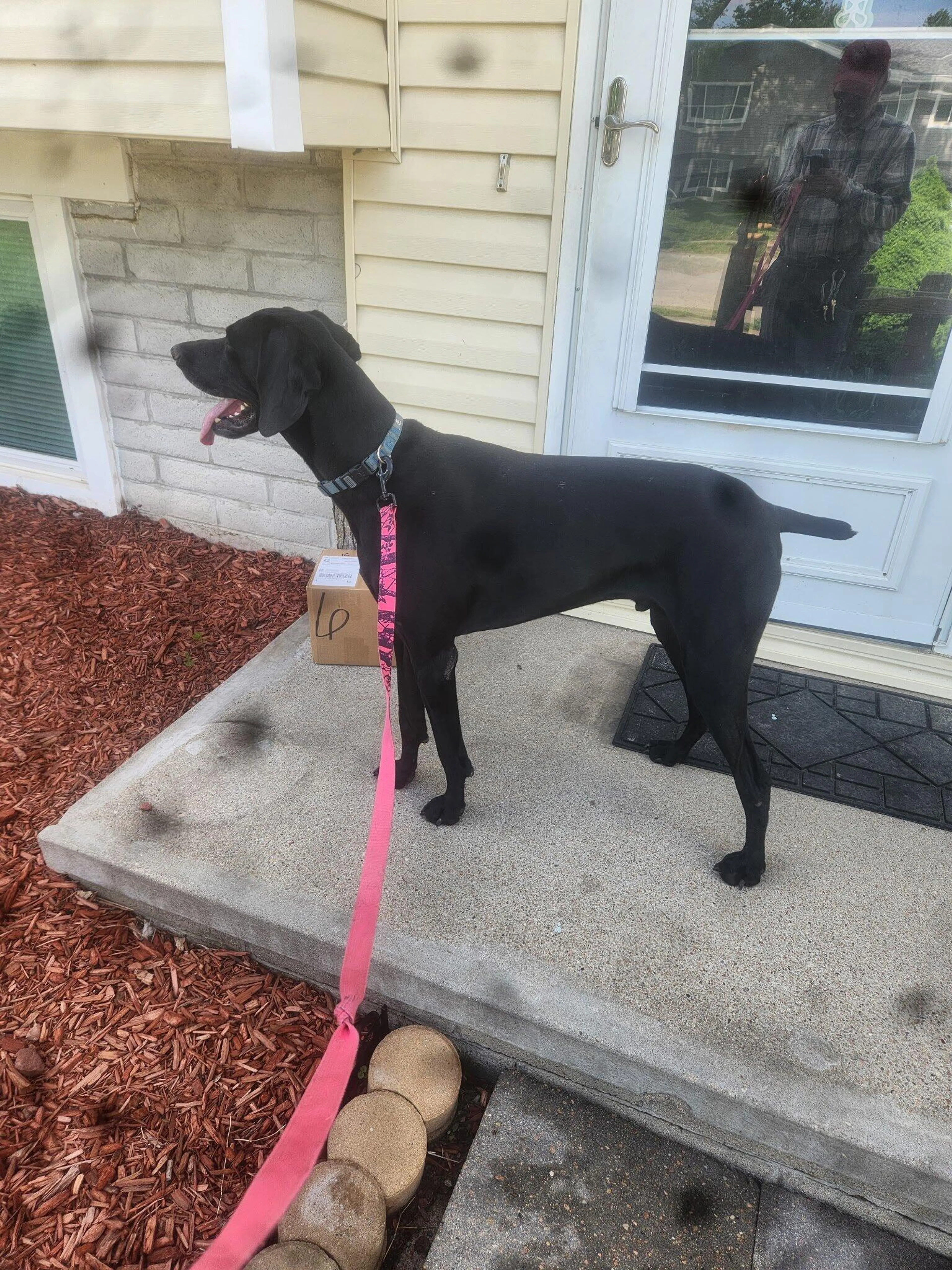 Found pet