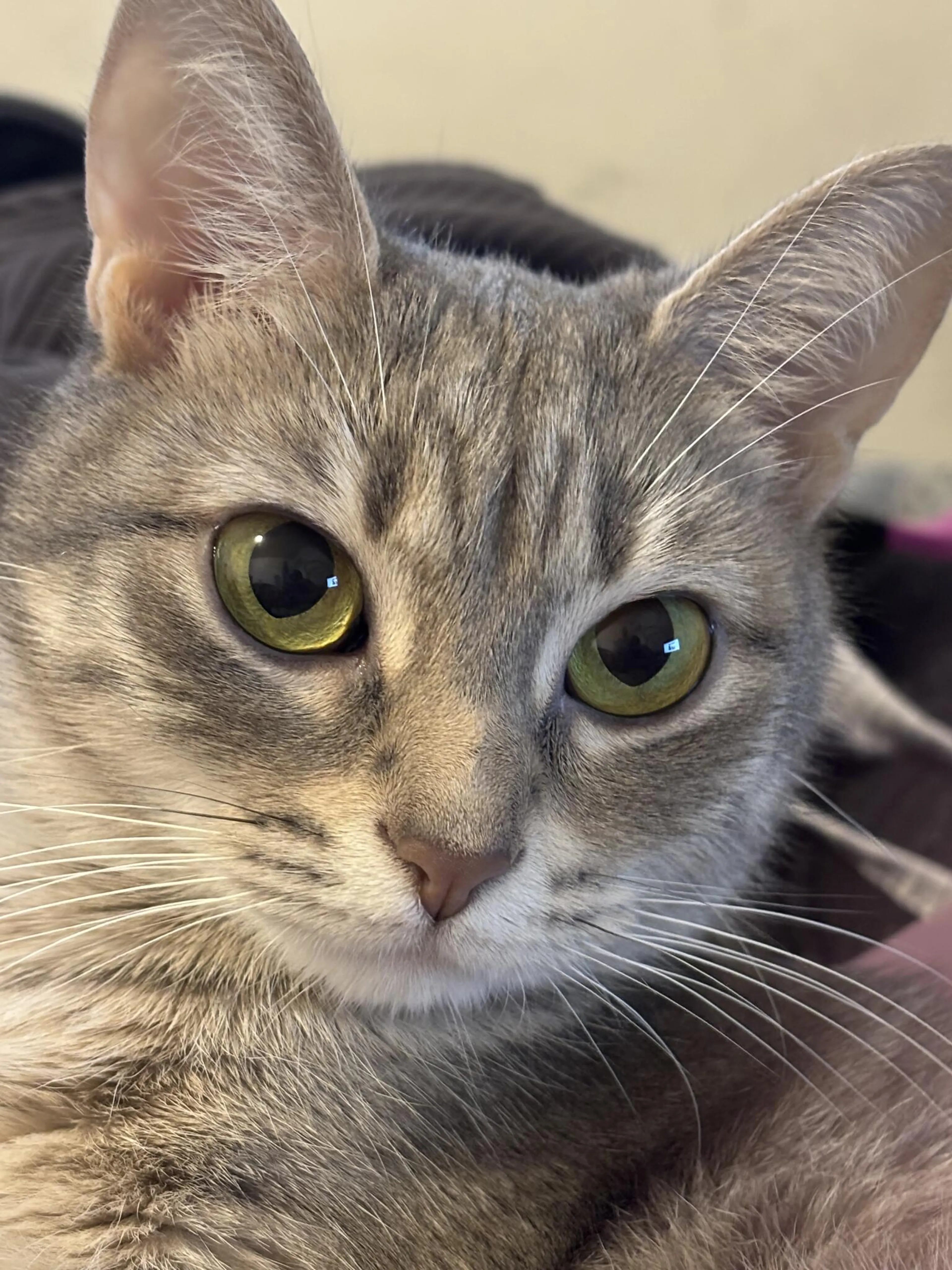 Lost pet