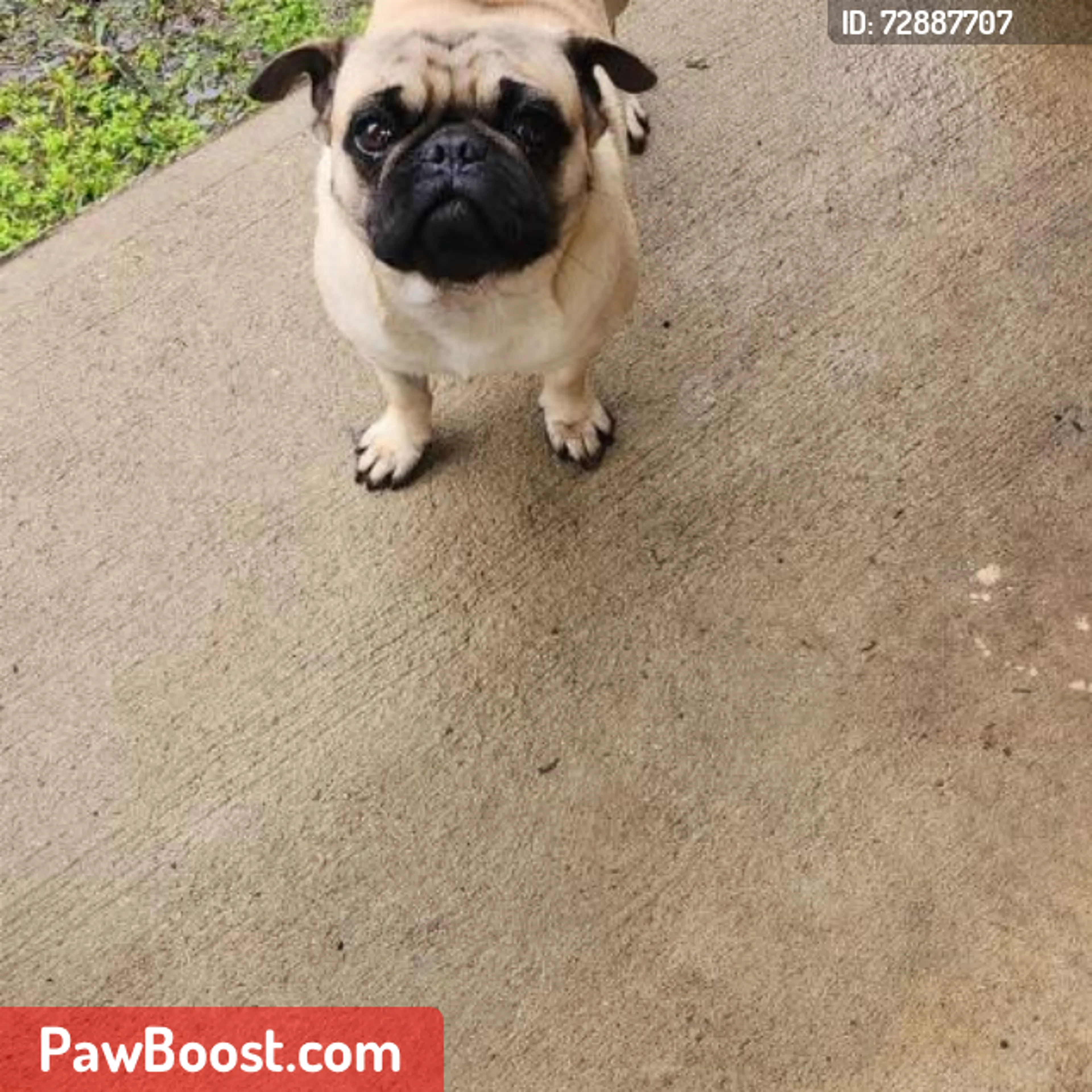 Lost pet